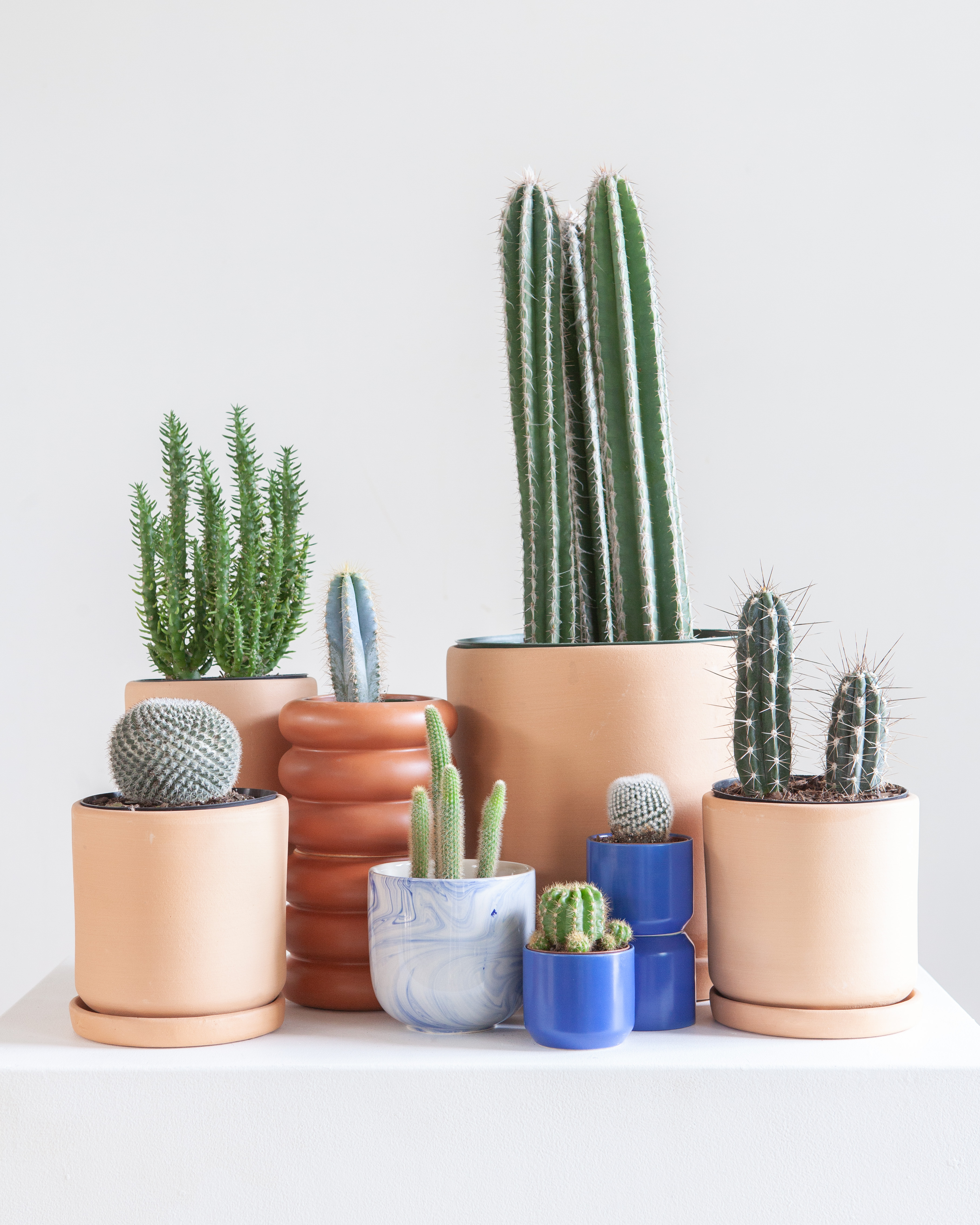 CACTI AND SUCCULENTS