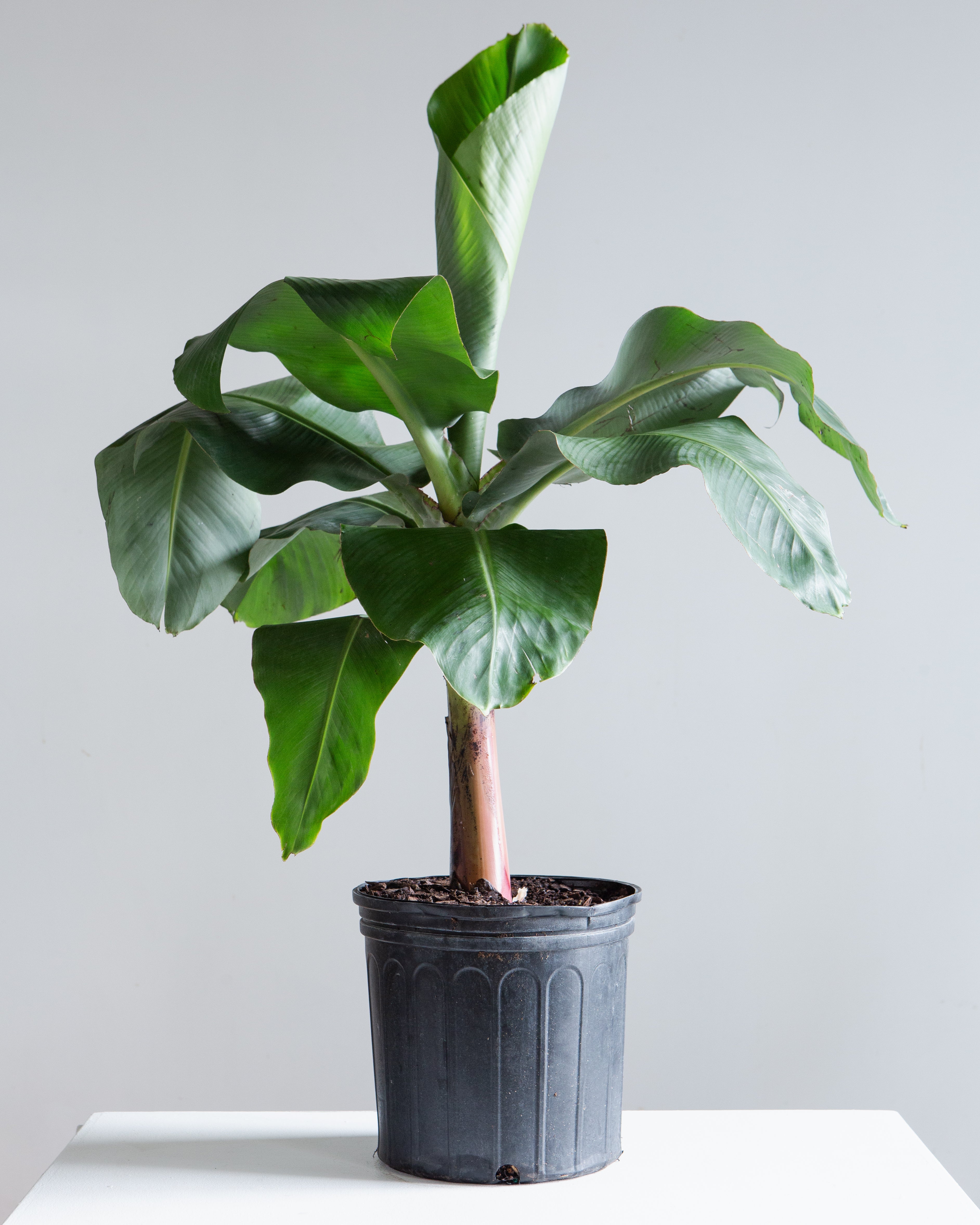 BANANA PLANT MUSA 10" Grower Pot