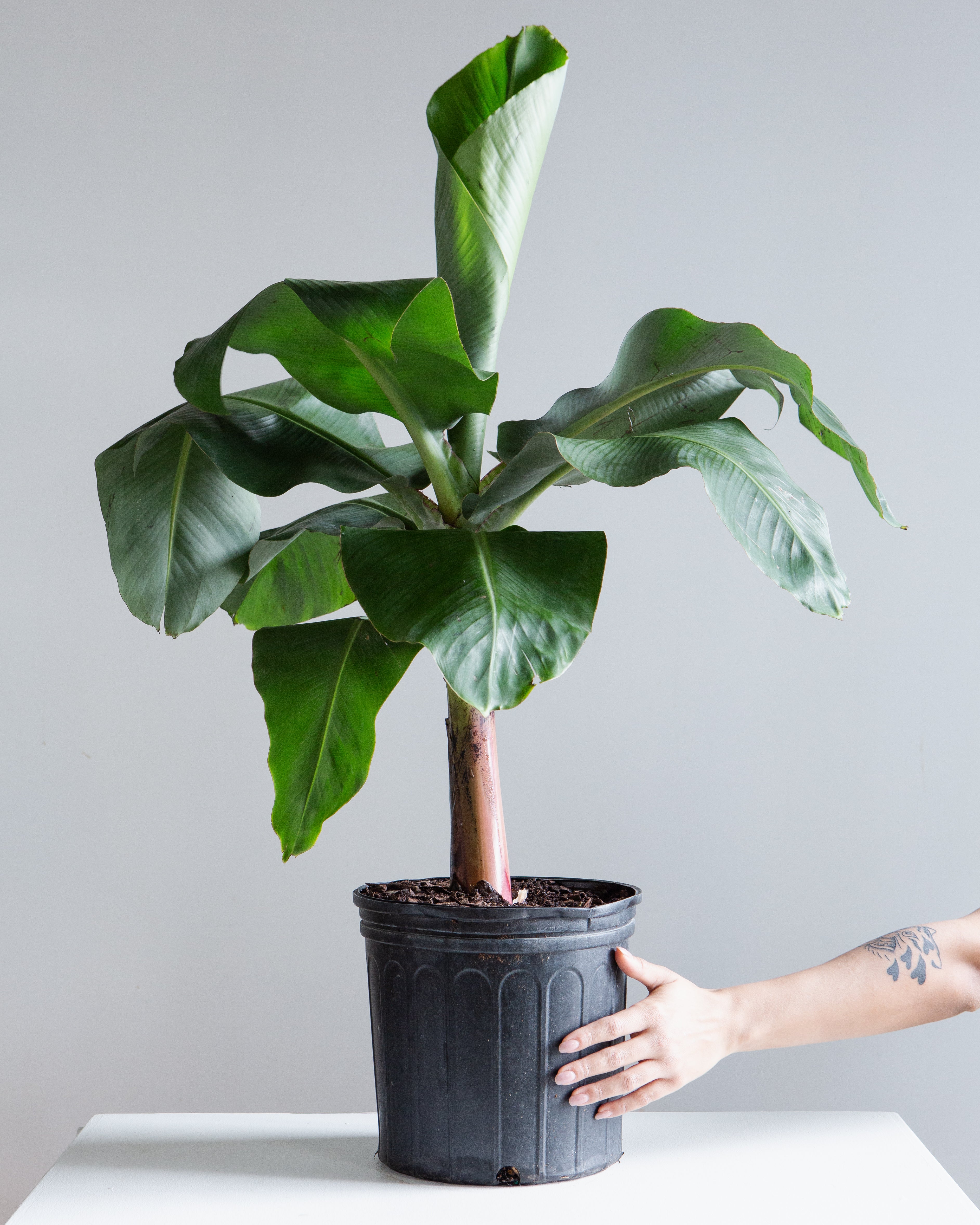 BANANA PLANT MUSA 10" Grower Pot