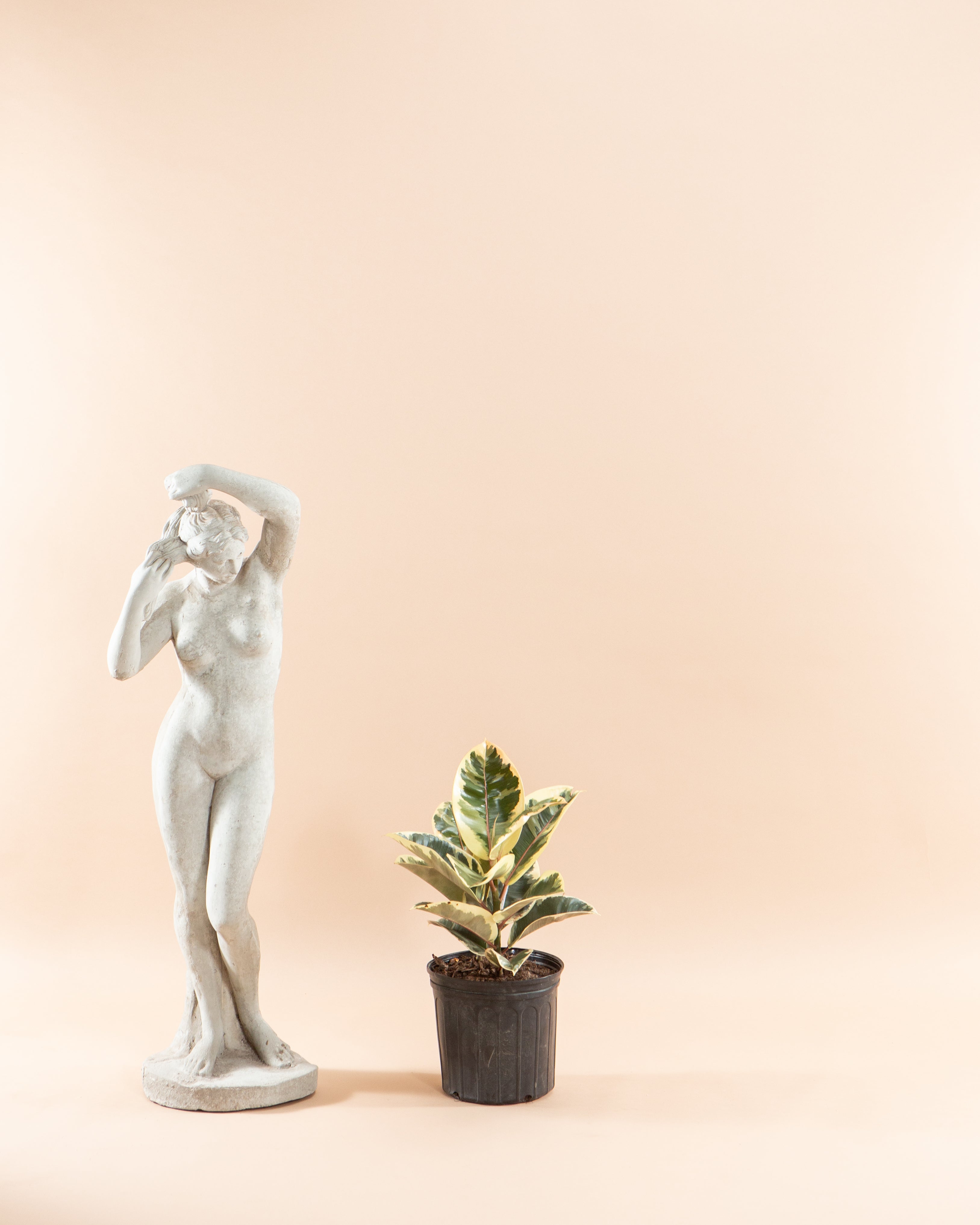 RUBBER PLANT 'FICUS ELASTICA TINEKE' 10" Grower Pot (3.5' tall)