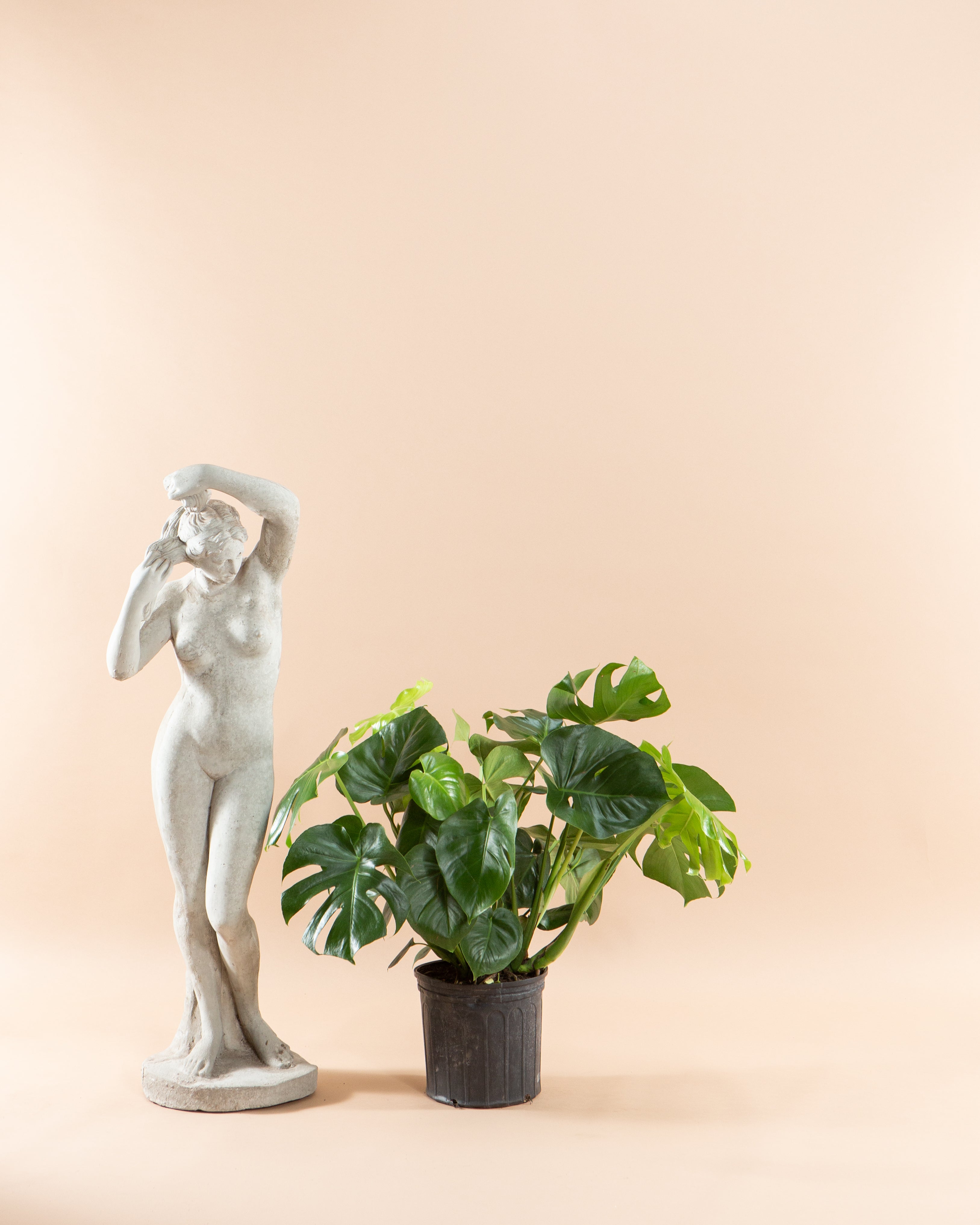 Swiss Cheese Plant: Monstera deliciosa - 10 inch pot