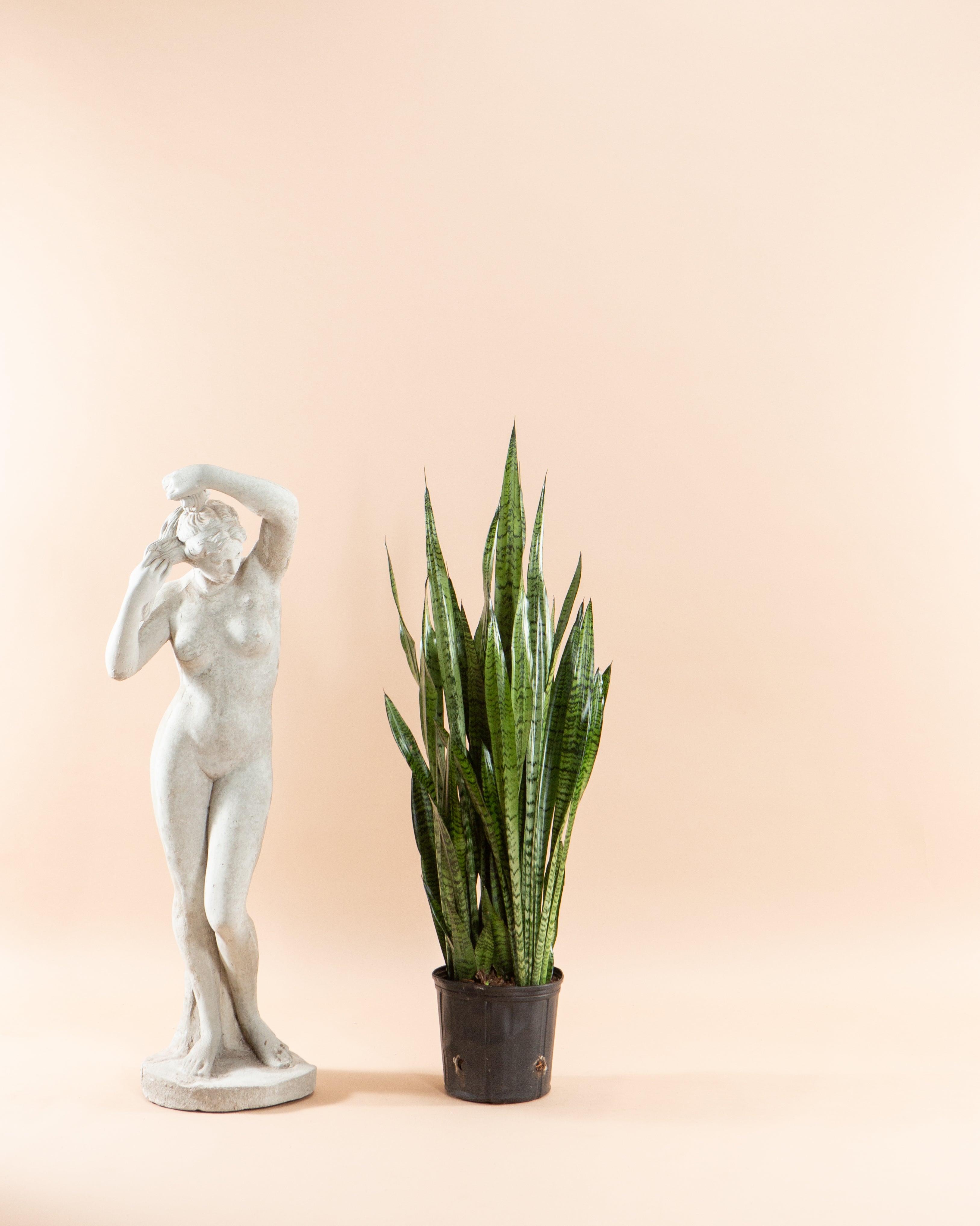 10 inch snake plant Green Snake Plant: Sansevieria trifasciata 'Zeylanica' - 10 inch pot