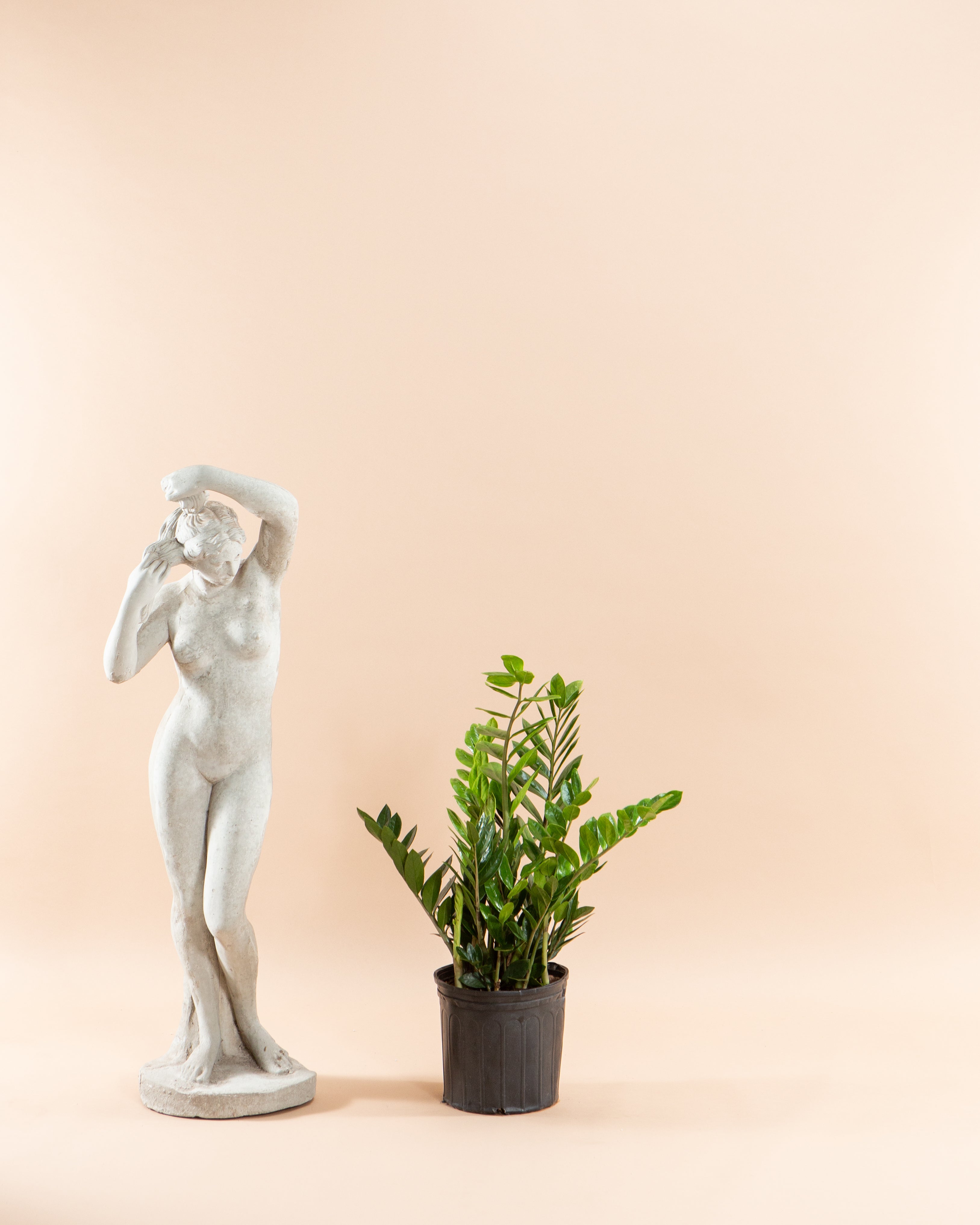 zanzibar house plant ZZ Plant: Zamioculcas zamiifolia - 10 inch pot