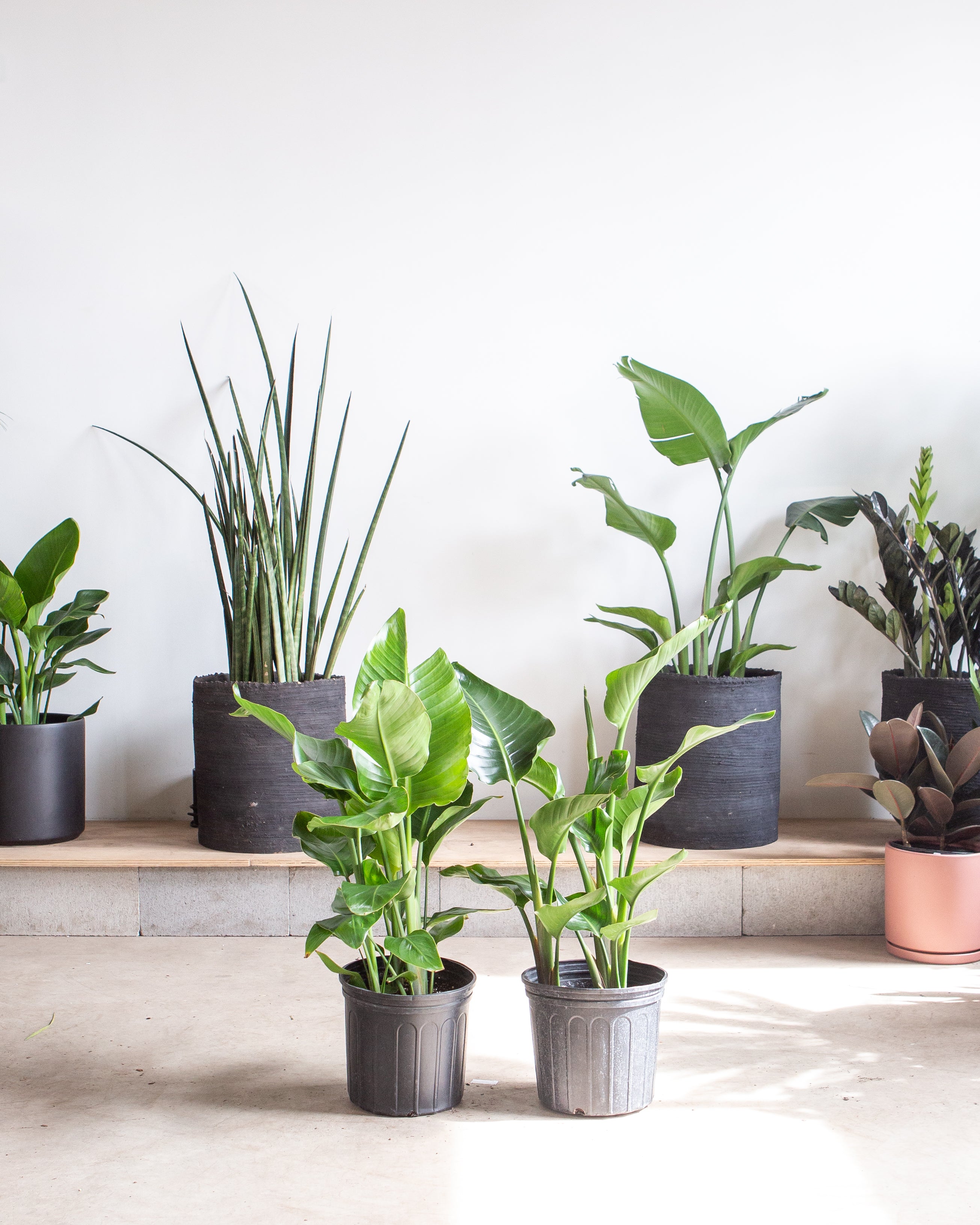 White Bird of Paradise: Strelitzia nicolai - 10 inch pot - 3-6 foot tall