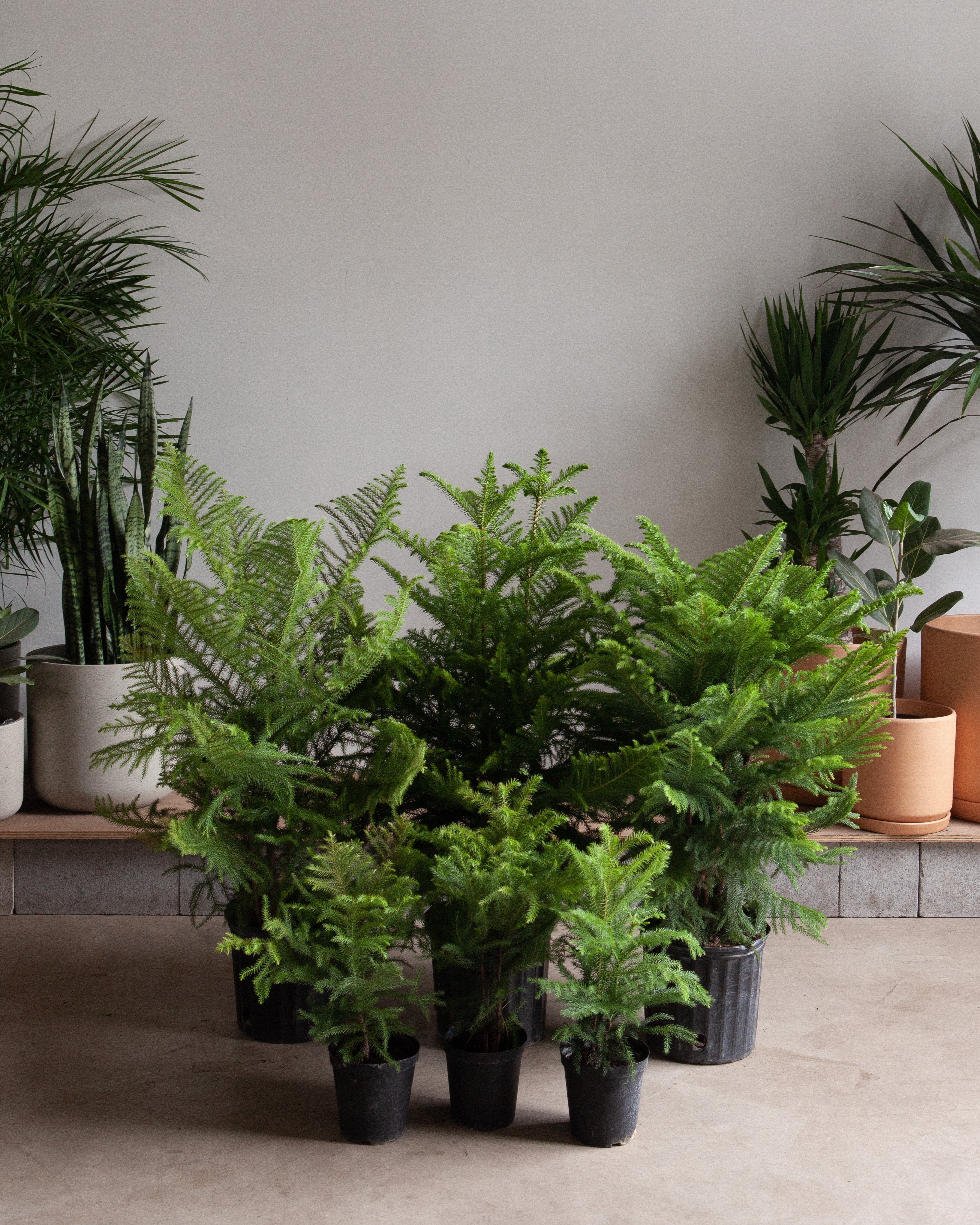 Norfolk Island Pine: Araucaria heterophylla - 14 inch pot - 4.5-5.5 foot tall