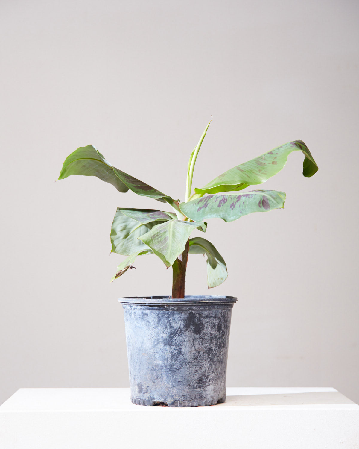 BANANA PLANT MUSA 10" Grower Pot
