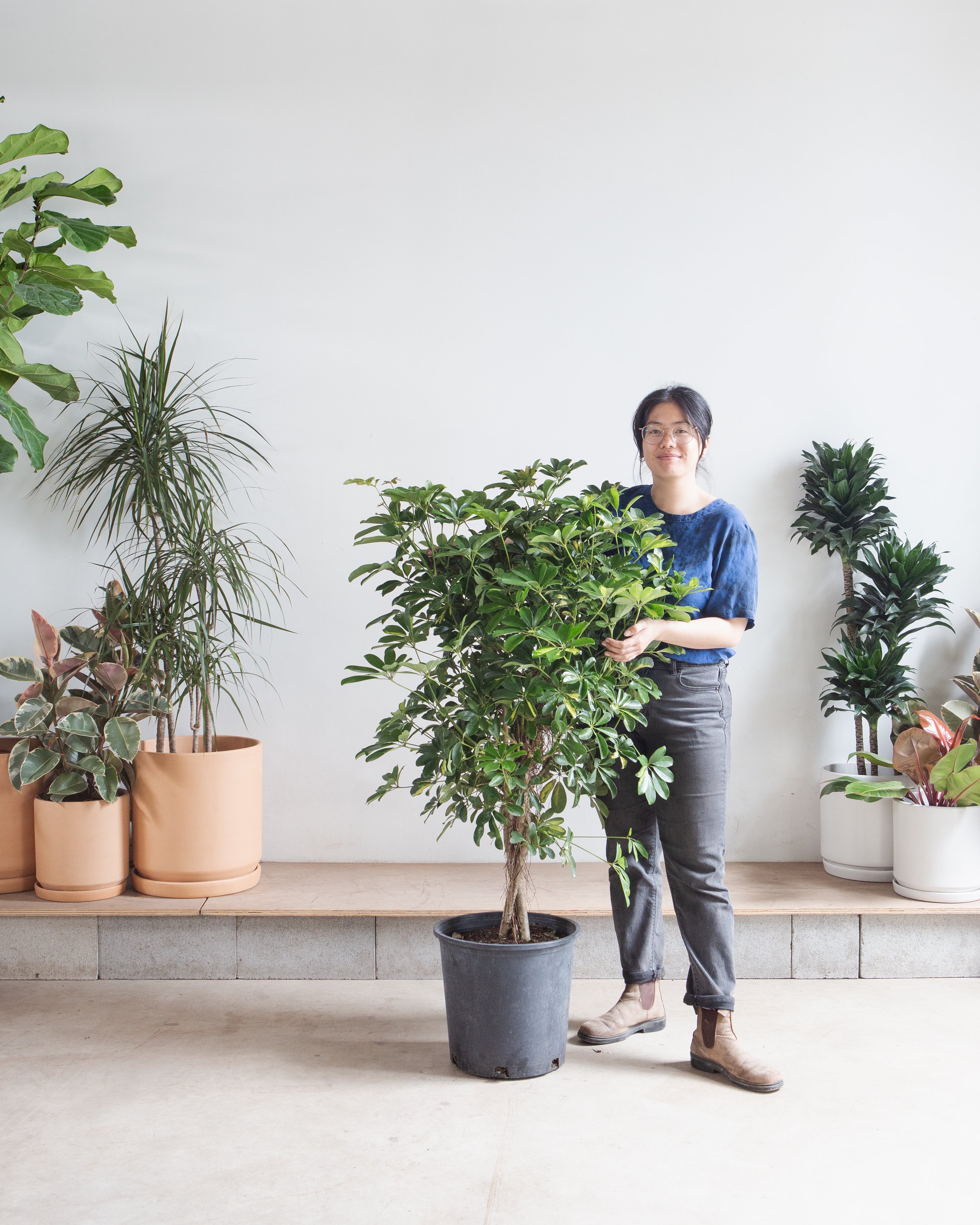 Braided Dwarf Umbrella Tree: Schefflera arboricola - 14 inch pot - 5-6' Tall