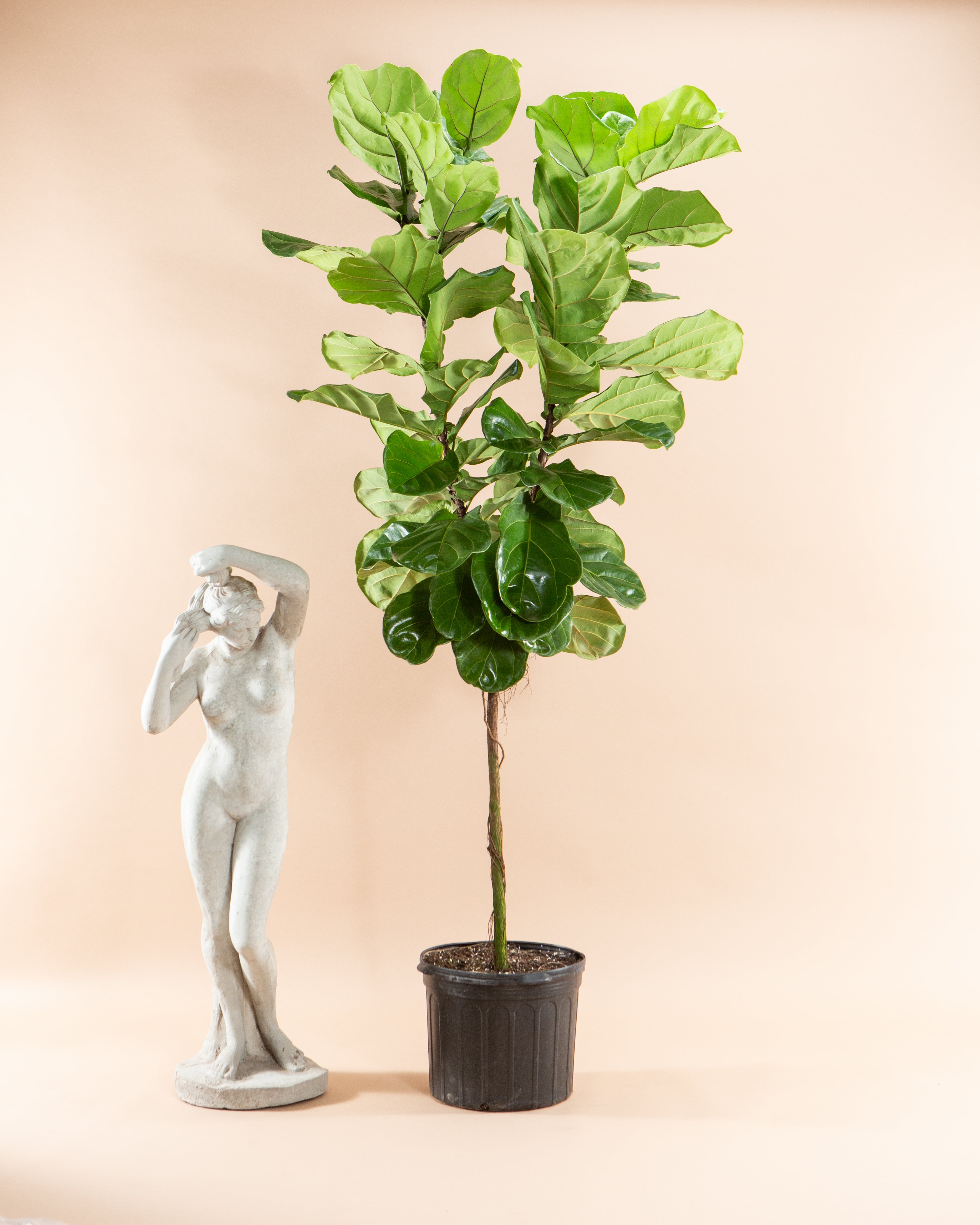 Fiddle Leaf Fig Tree: Ficus lyrata - 14 inch pot - 6-9 foot tall
