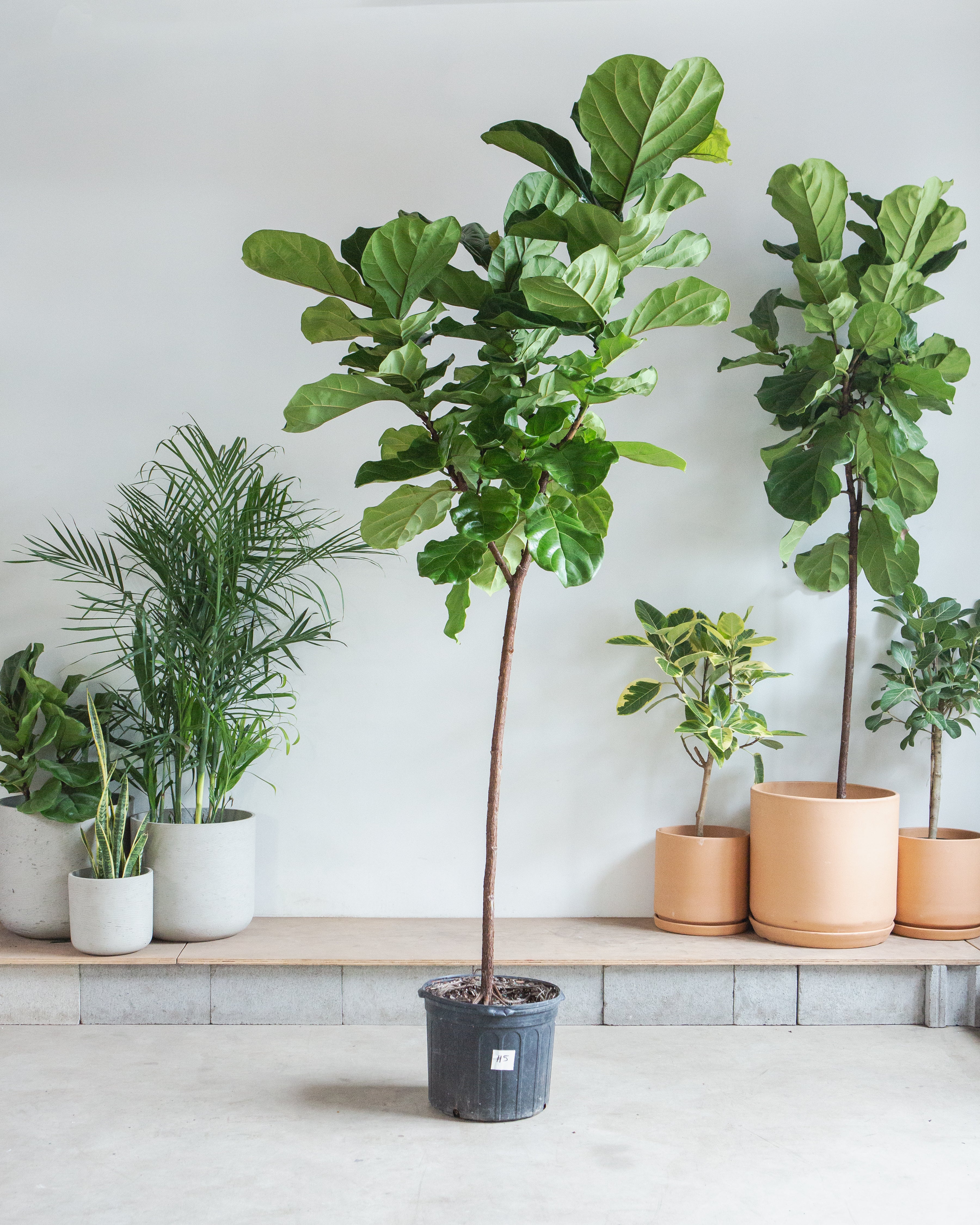 Fiddle Leaf Fig Tree: Ficus lyrata - 17 inch pot - 8-9 foot tall