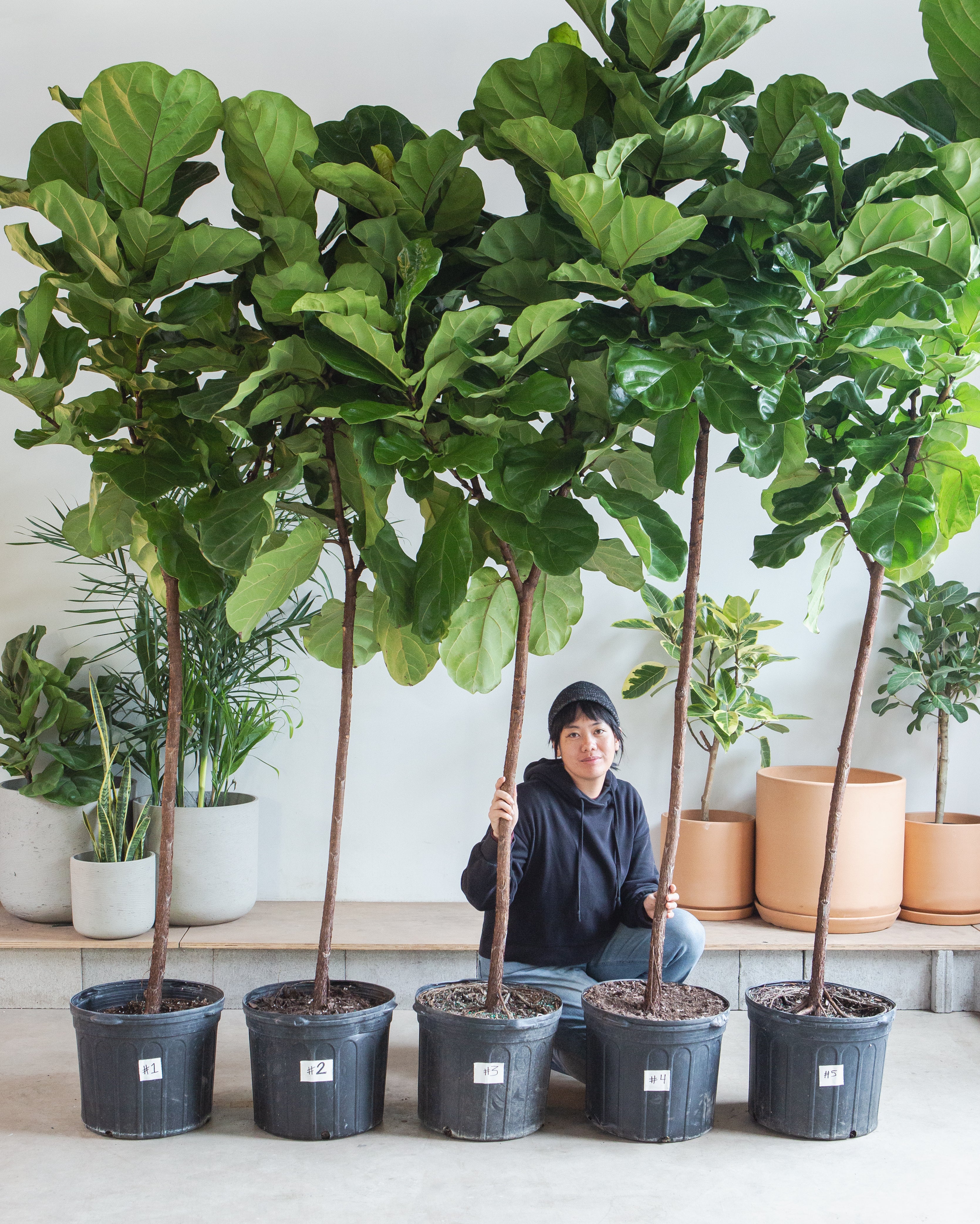 Fiddle Leaf Fig Tree: Ficus lyrata - 17 inch pot - 8-9 foot tall