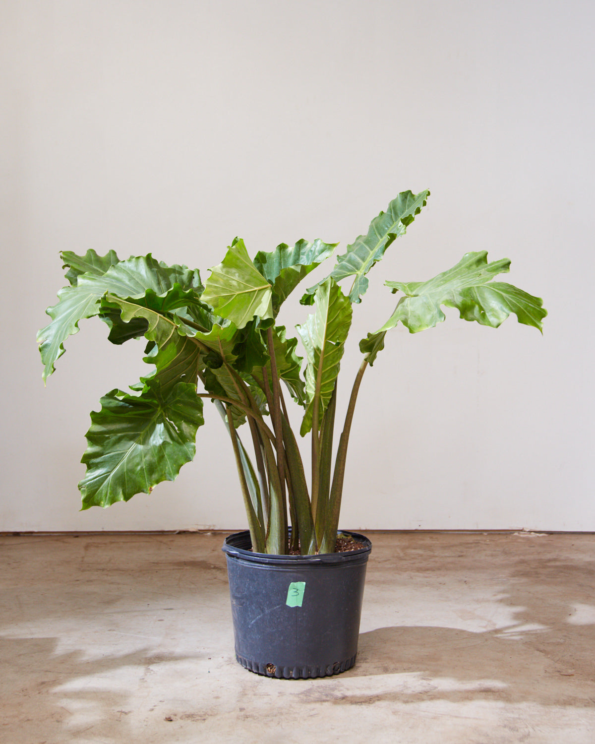 ALOCASIA 'PORTORA' 14 Inch. Grower Pot (4-5' tall)