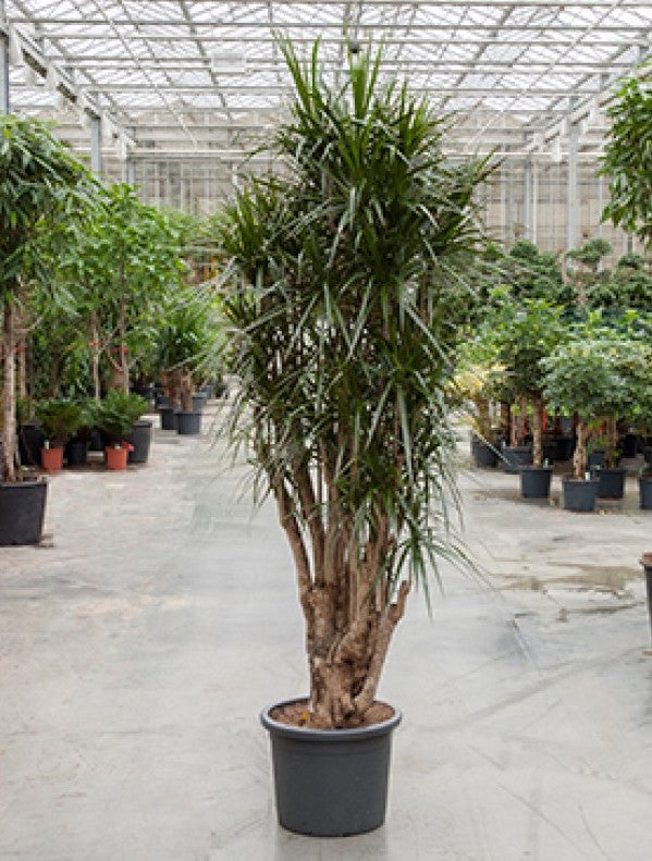 dracaena height Character Dragon Tree: Dracaena marginata - 17 inch pot