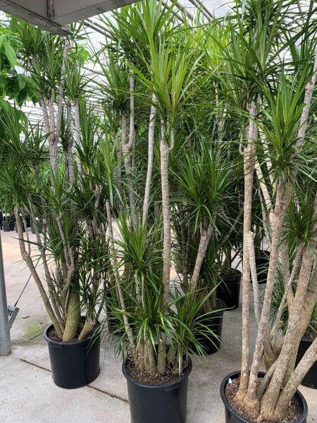Character Dragon Tree: Dracaena marginata - 17 inch pot - 6-7+ foot tall