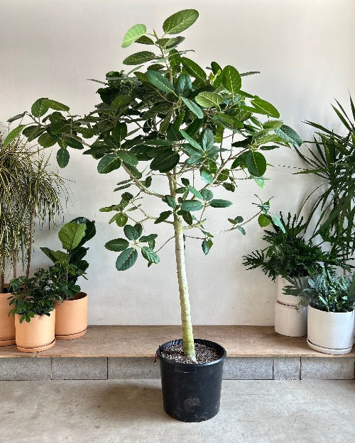 ficus audrey pole Ficus Audrey: Ficus benghalensis - 17 inch pot