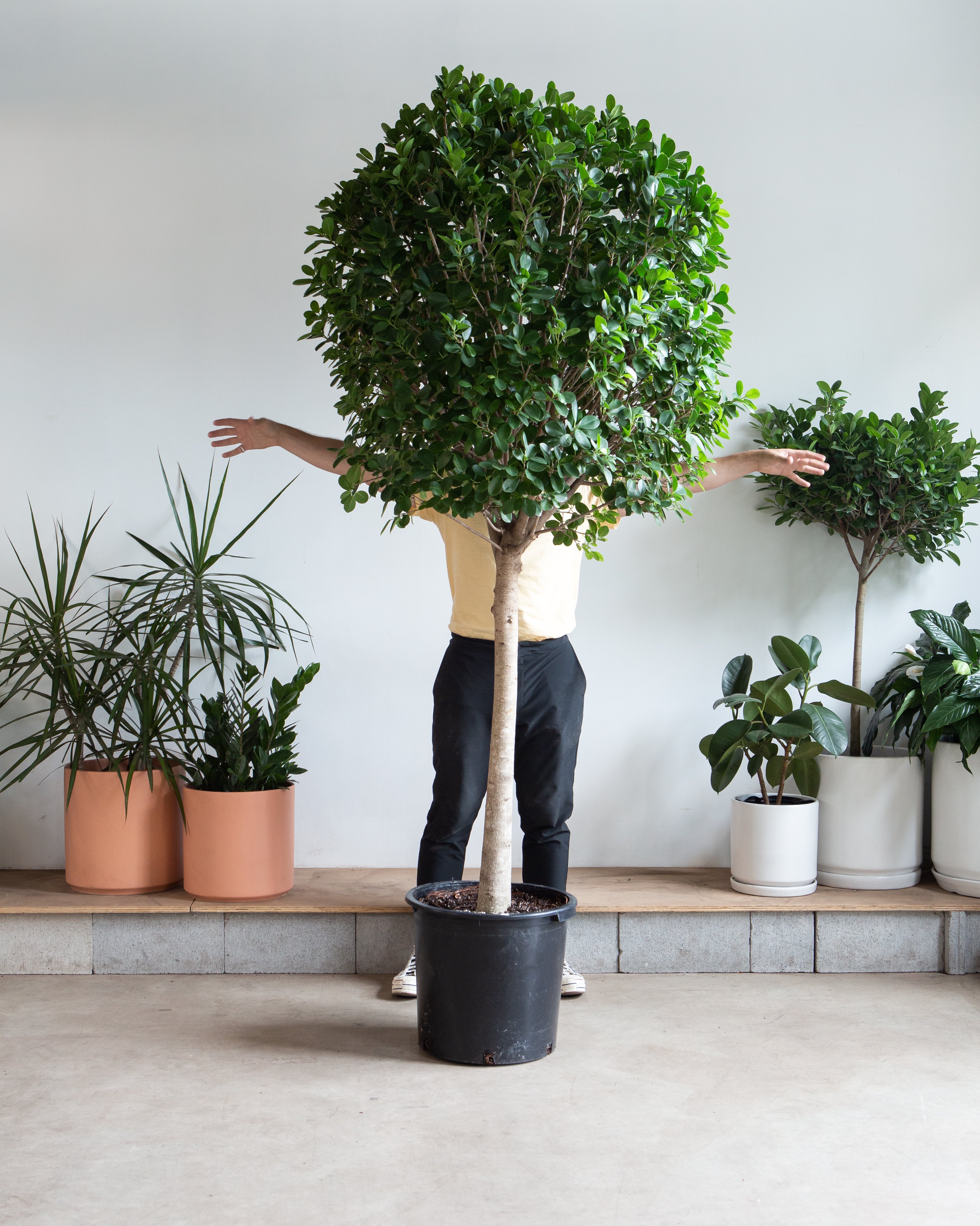 Ficus Moclame: Ficus microcarpa - 17 inch pot - 6-7 foot tall