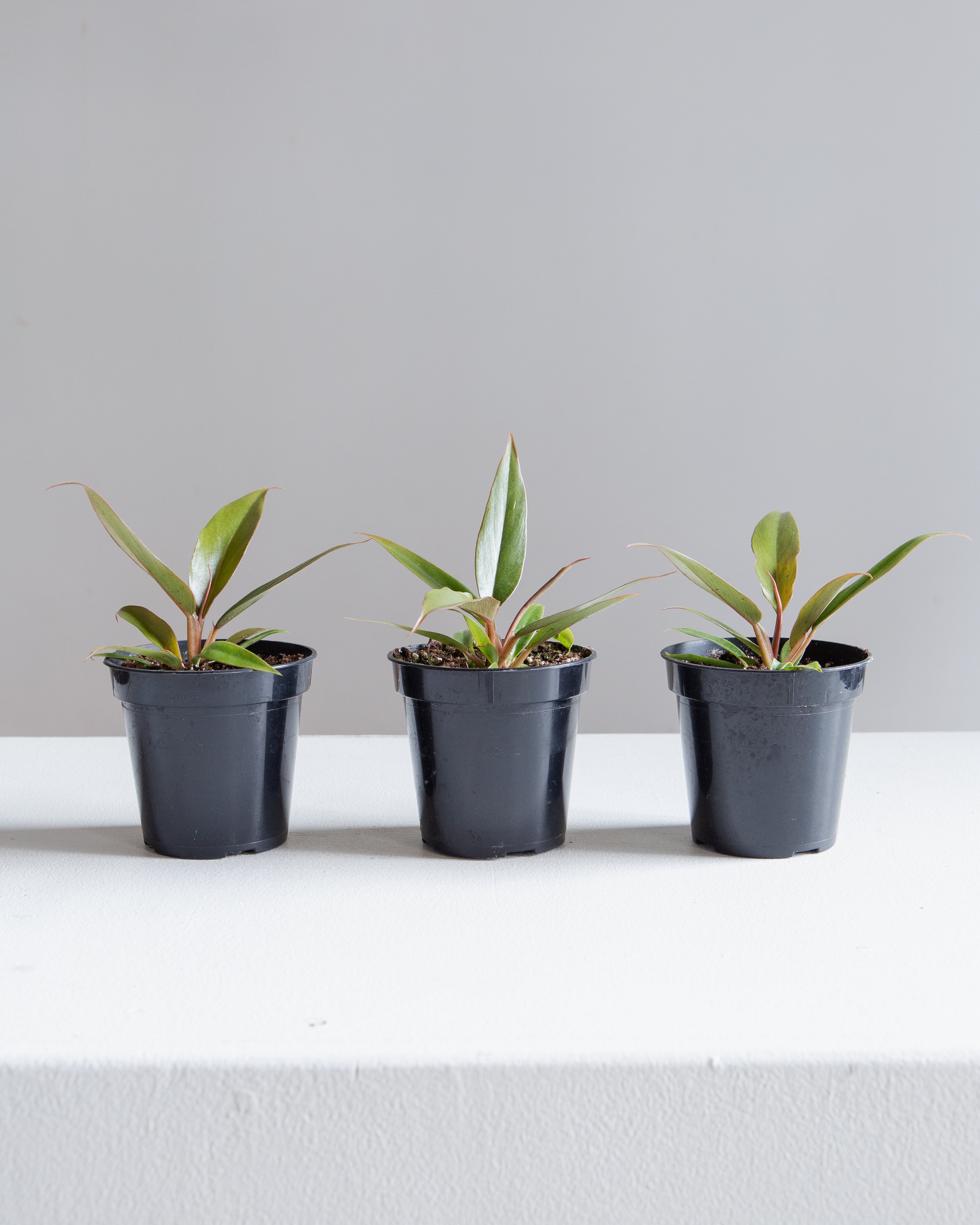 Caramel Pluto: Philodendron - 4 inch pot