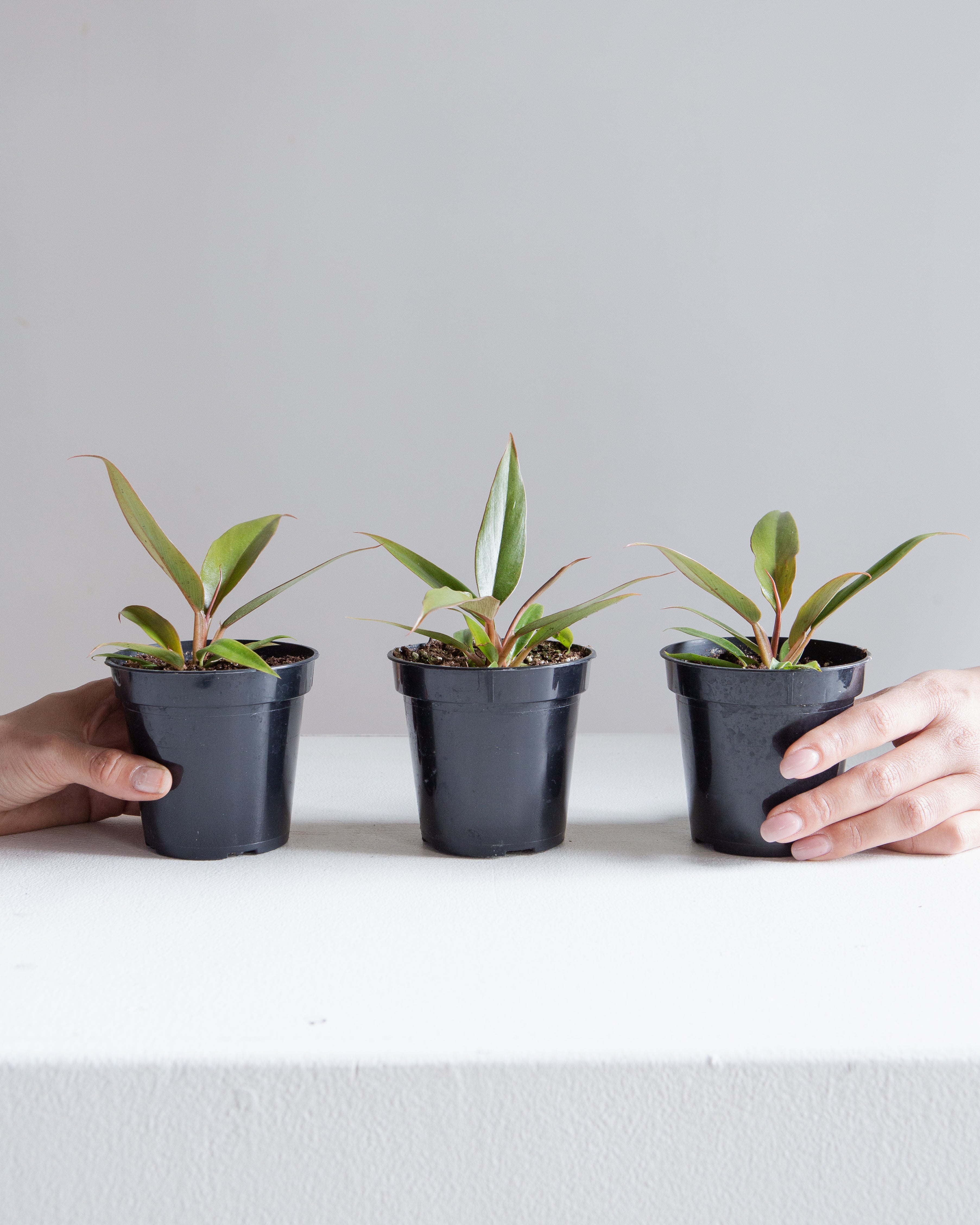 Caramel Pluto: Philodendron - 4 inch pot