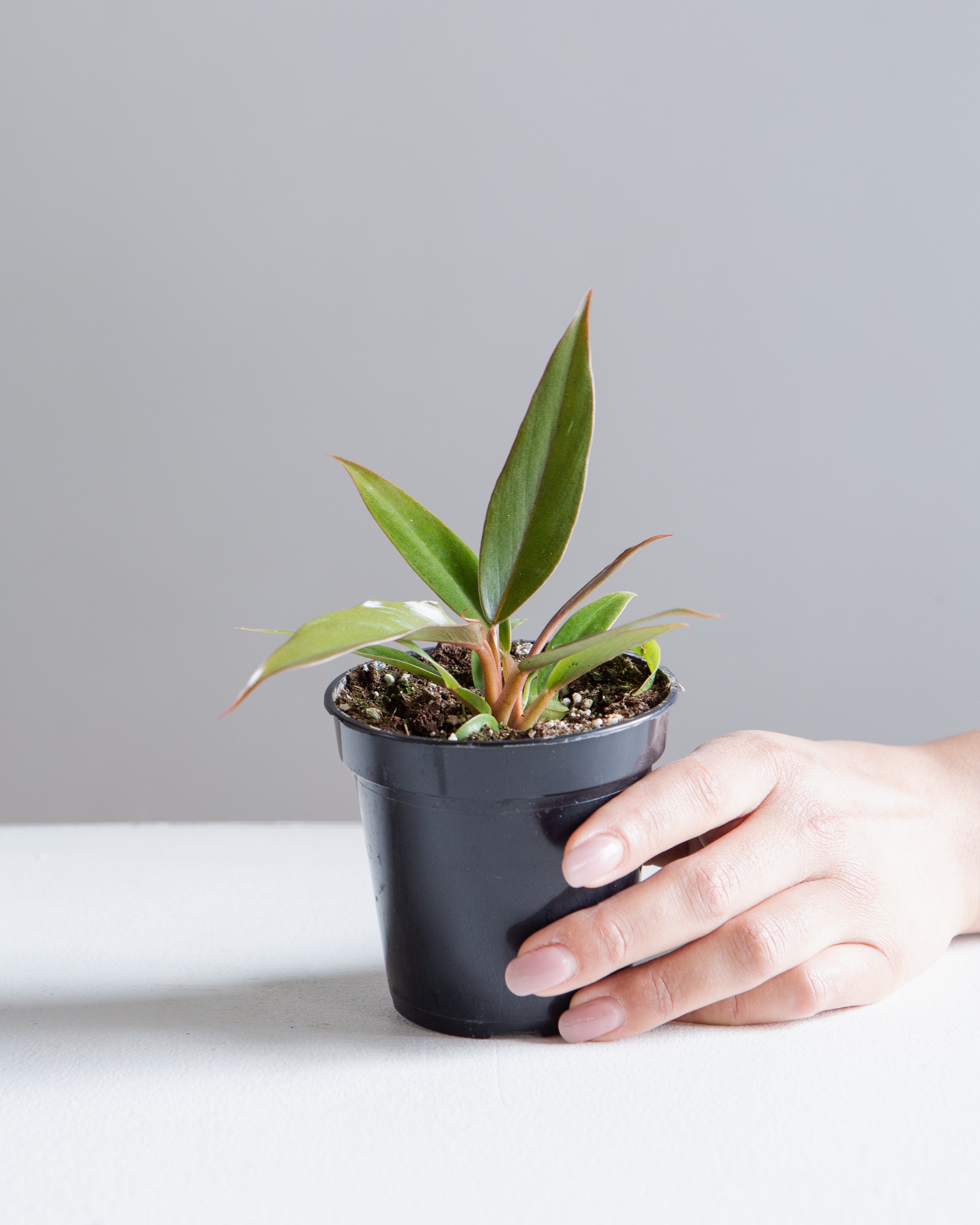 4 inch pot philodendron Caramel Pluto: Philodendron
