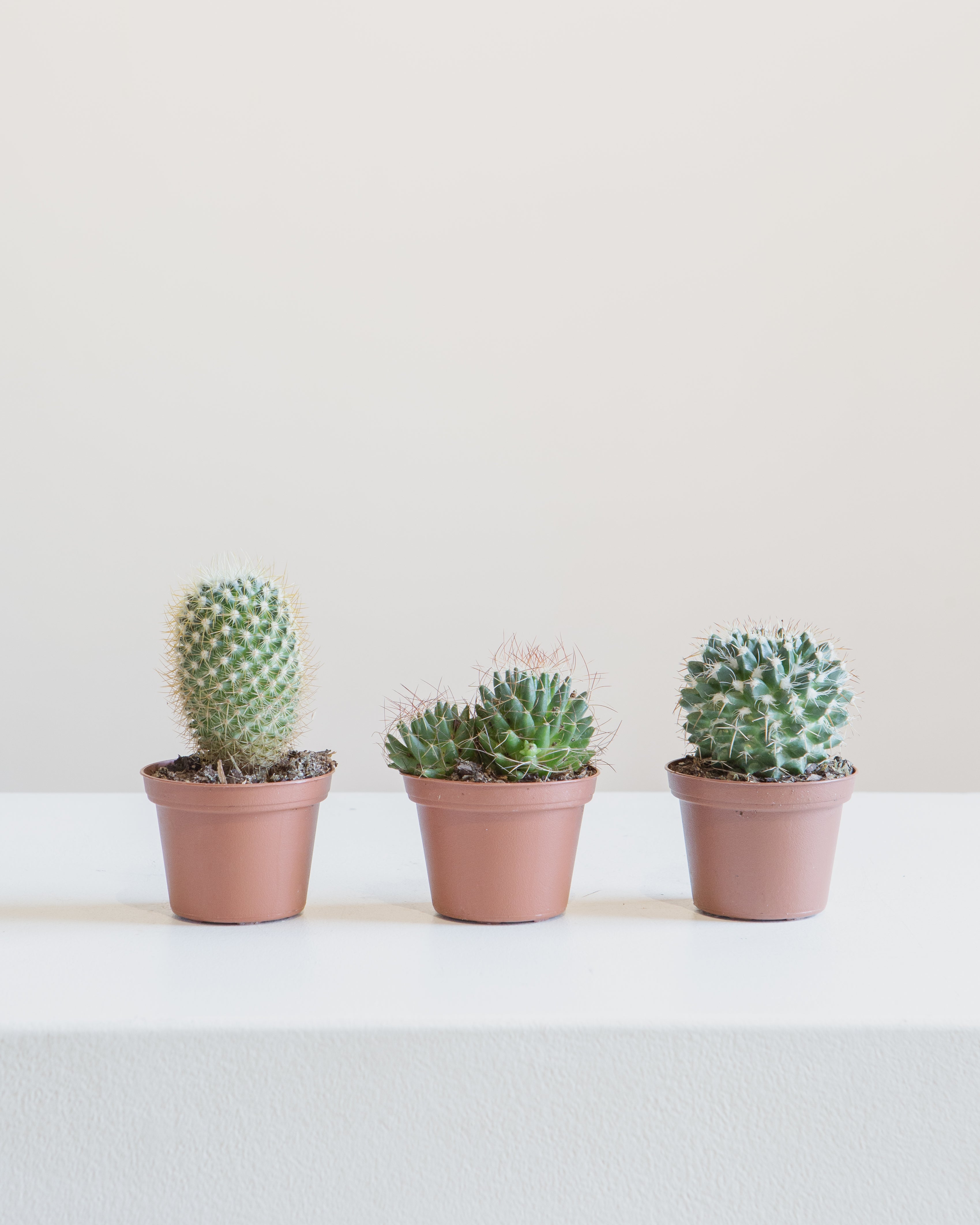 Assorted Cactus