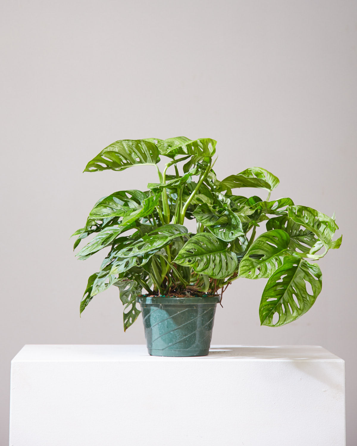 Swiss Cheese Vine: Monstera adansonii - 8 inch hanging basket