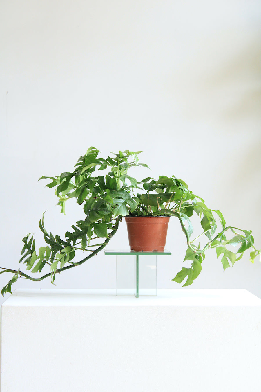 Mini Monstera: Rhaphidophora tetrasperma - 6 inch pot