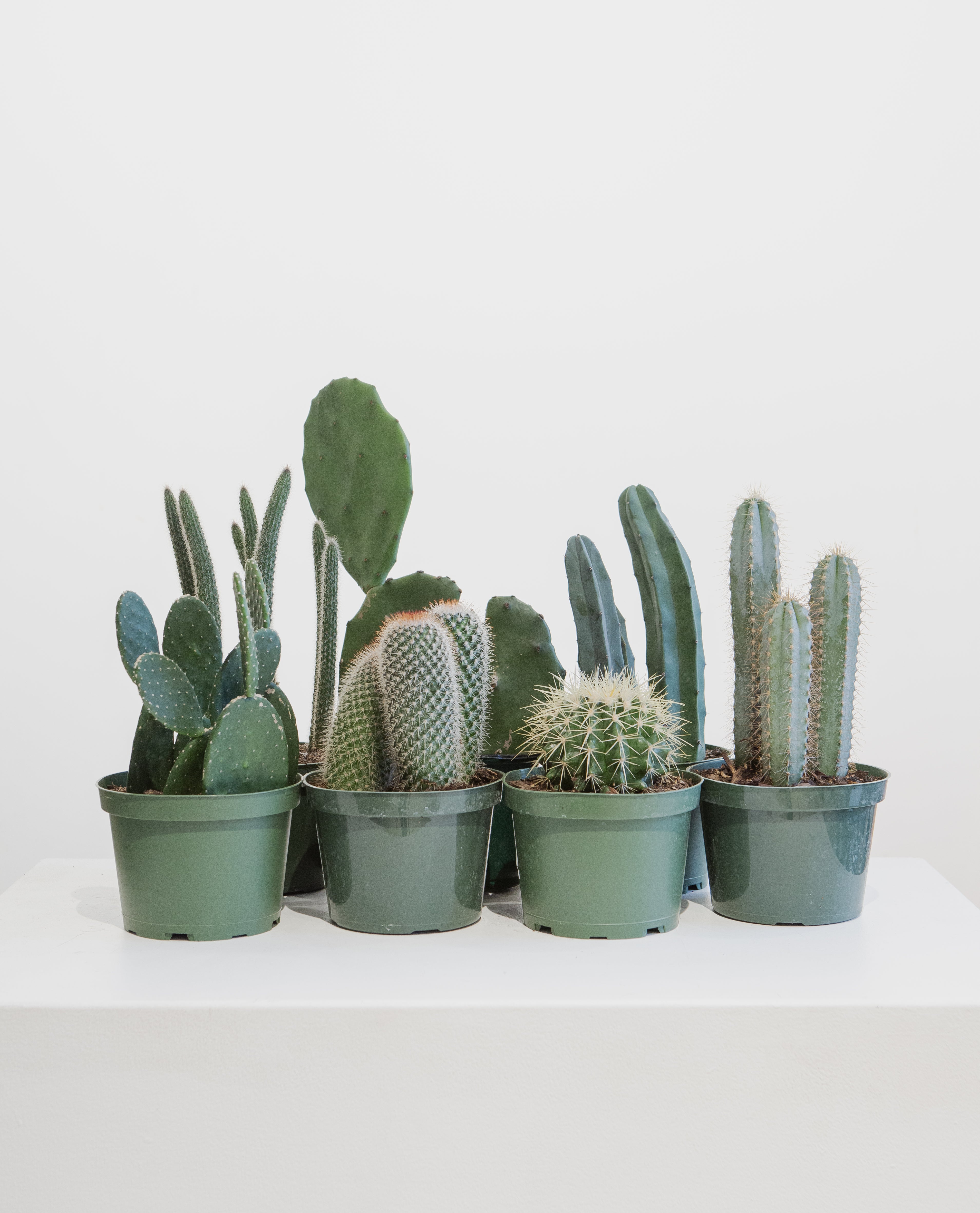 Assorted Cactus: Cactus - 6 inch pot