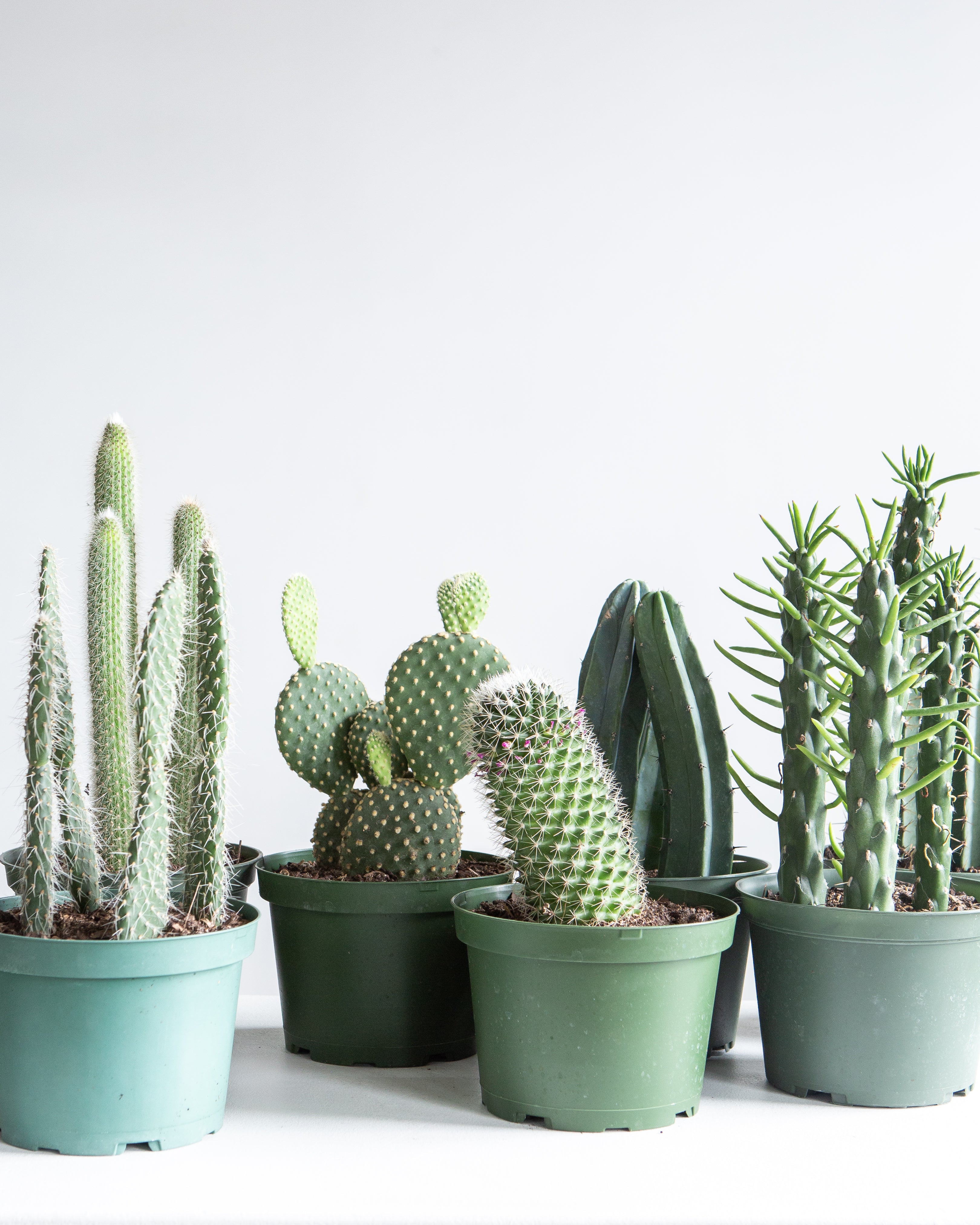 Assorted Cactus: Cactus - 6 inch pot