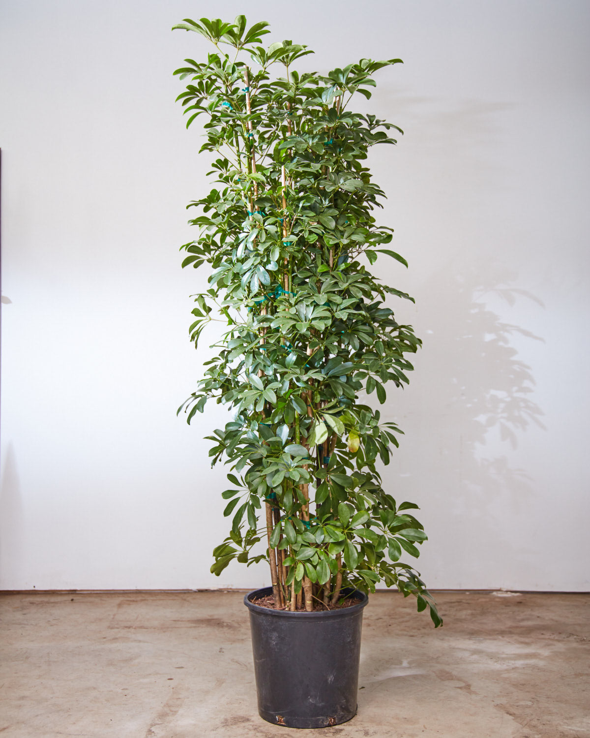 Umbrella Tree Column: Schefflera arboricola - 14 inch pot - 5.5-6 foot tall
