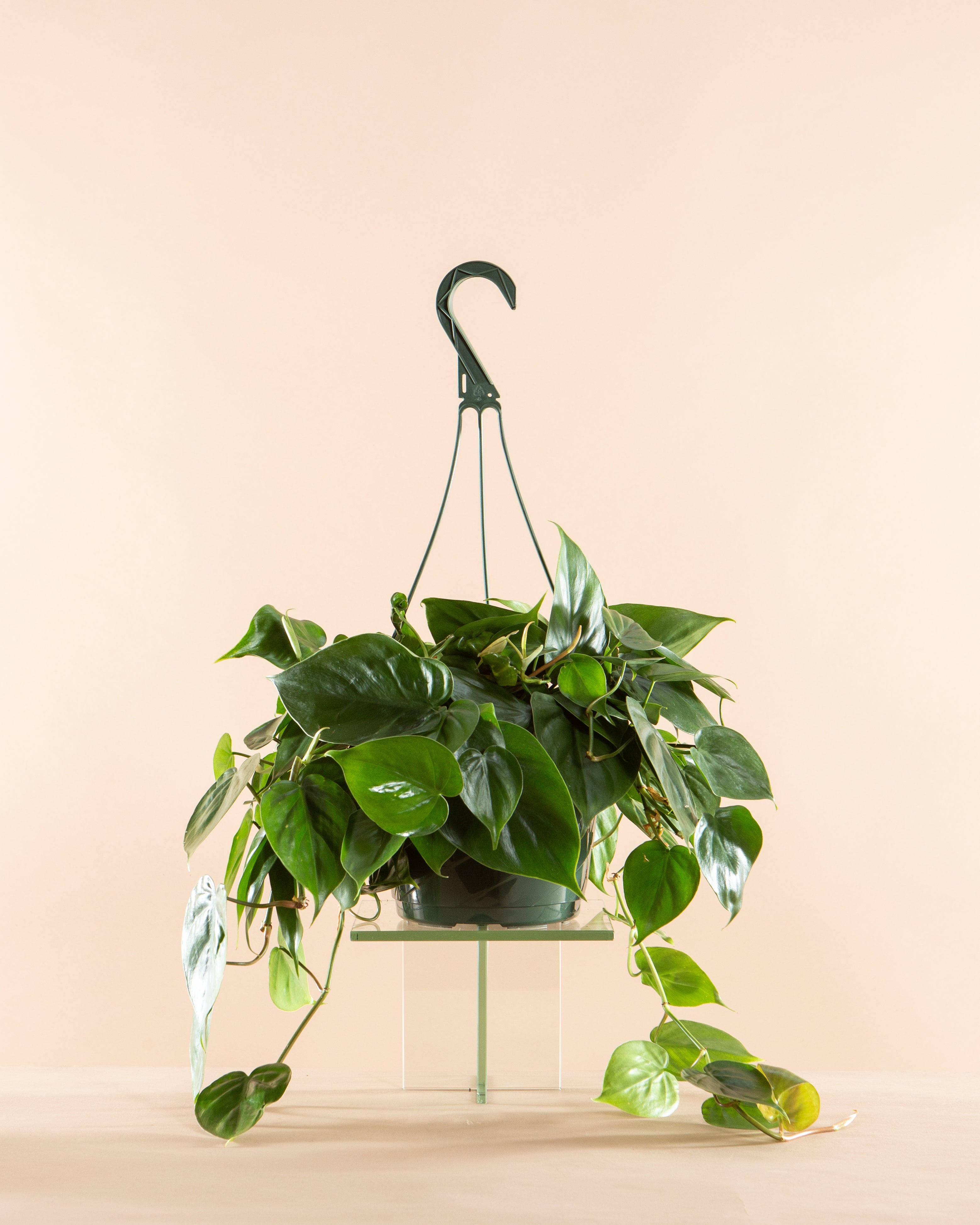 hanging basket philodendron Heart Leaf: Philodendron cordatum