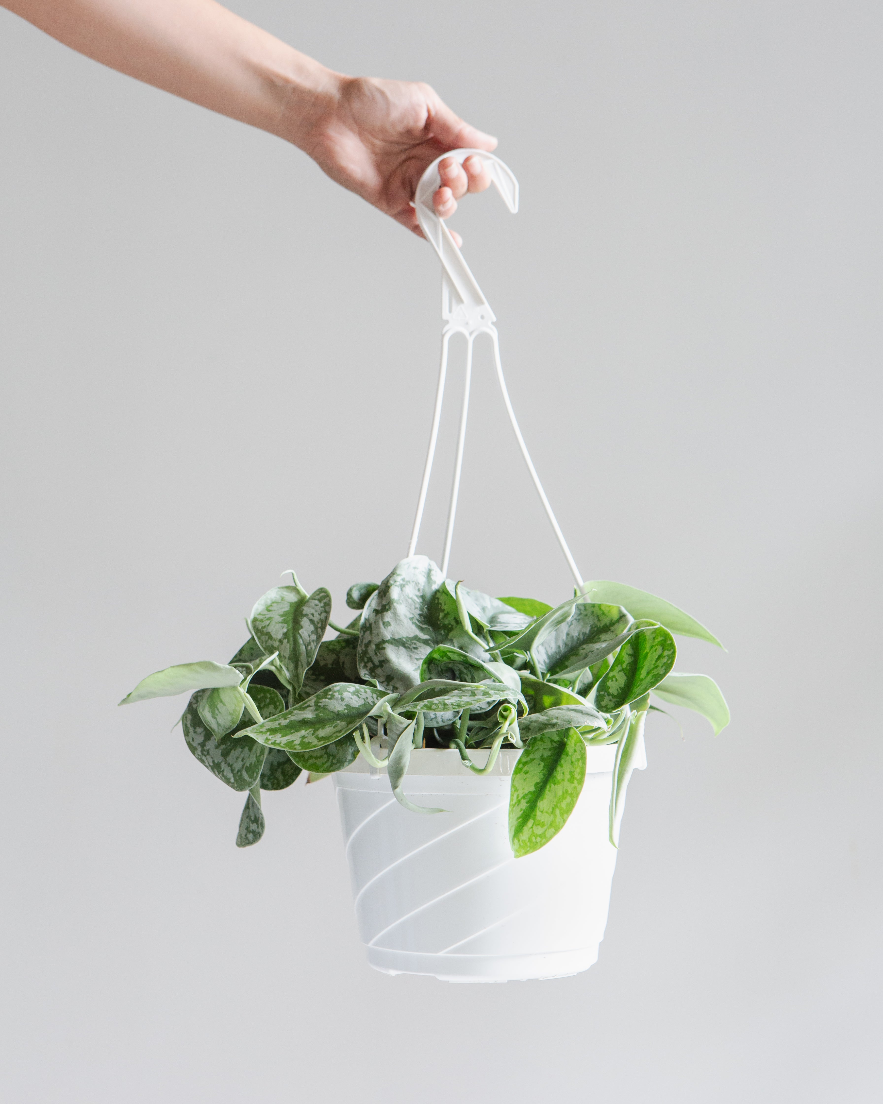 Silver Satin Pothos: Scindapsus pictus 'Exotica' - 8 inch hanging basket