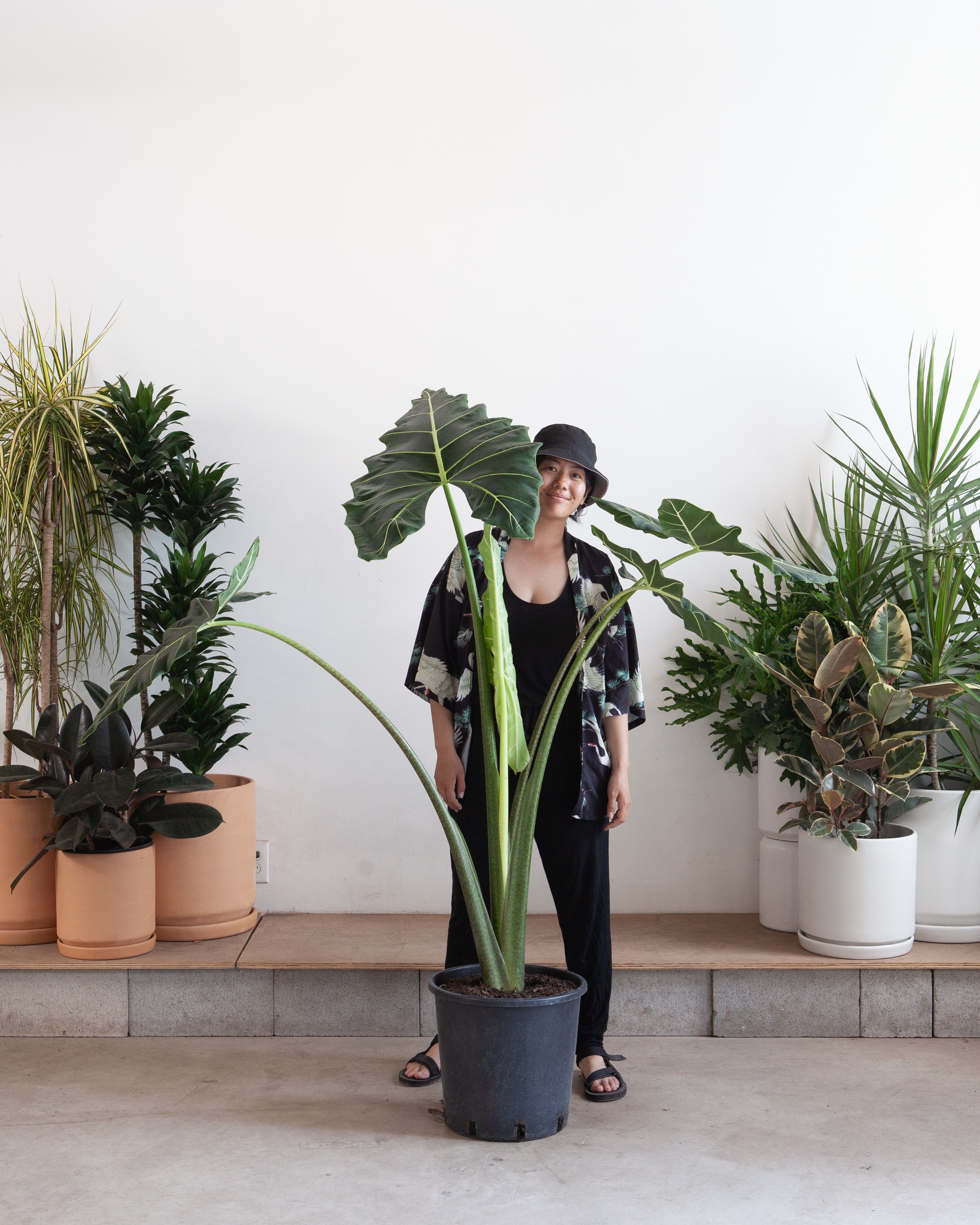 Sarian Elephant Ear: Alocasia - 14 inch pot