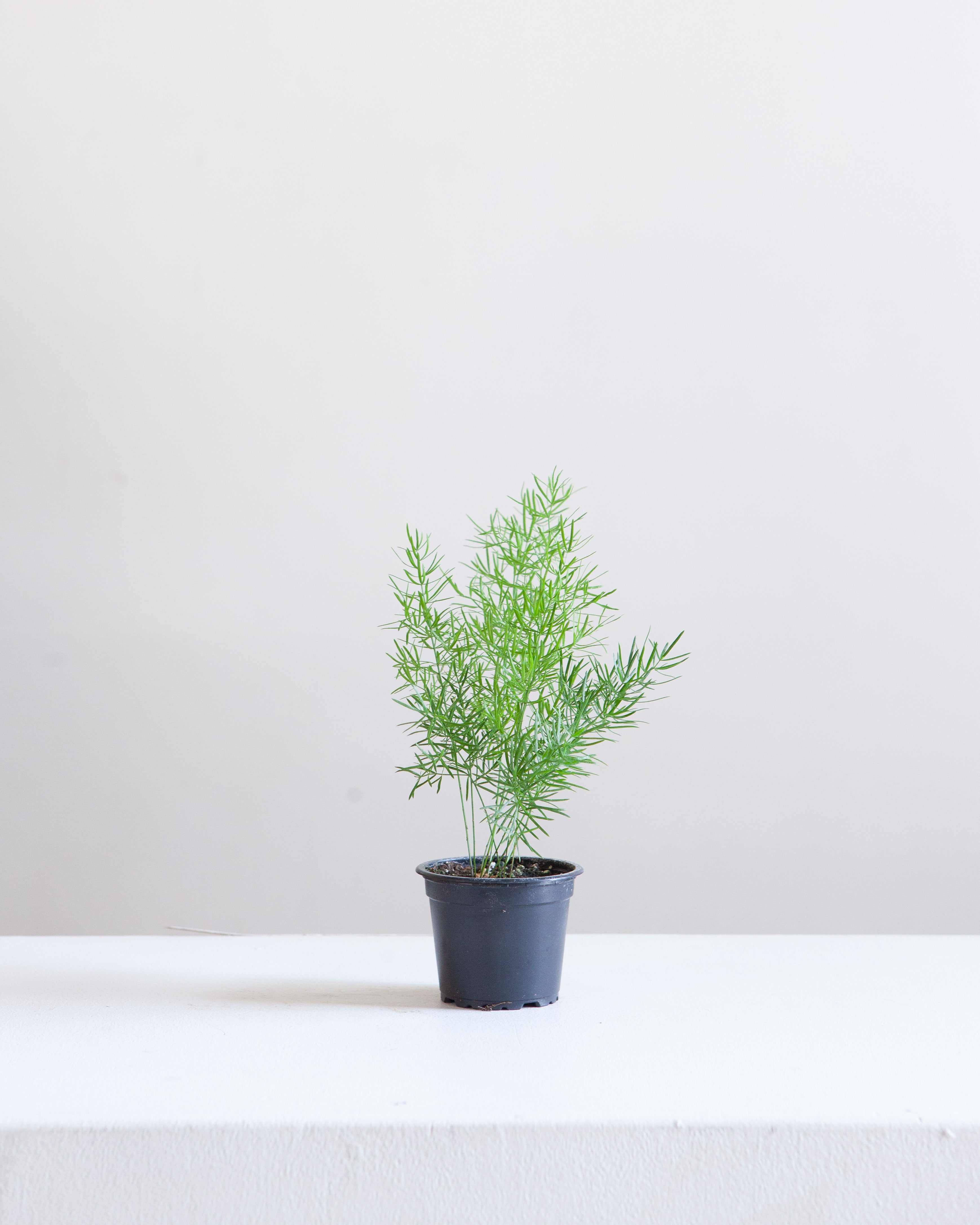 Foxtail Fern: Asparagus densiflorus - 4 inch pot