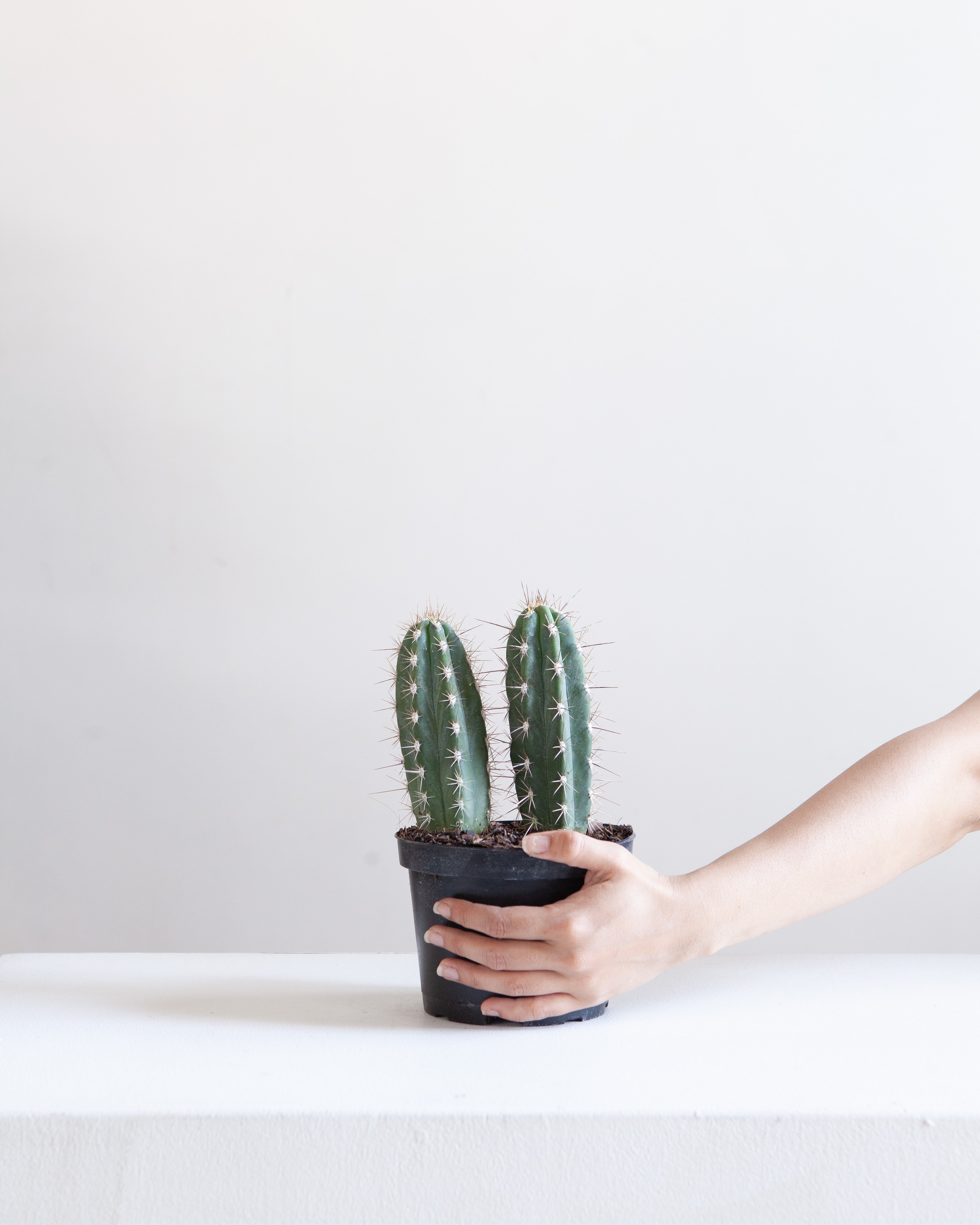 Assorted Cactus: Cactus - 6 inch pot