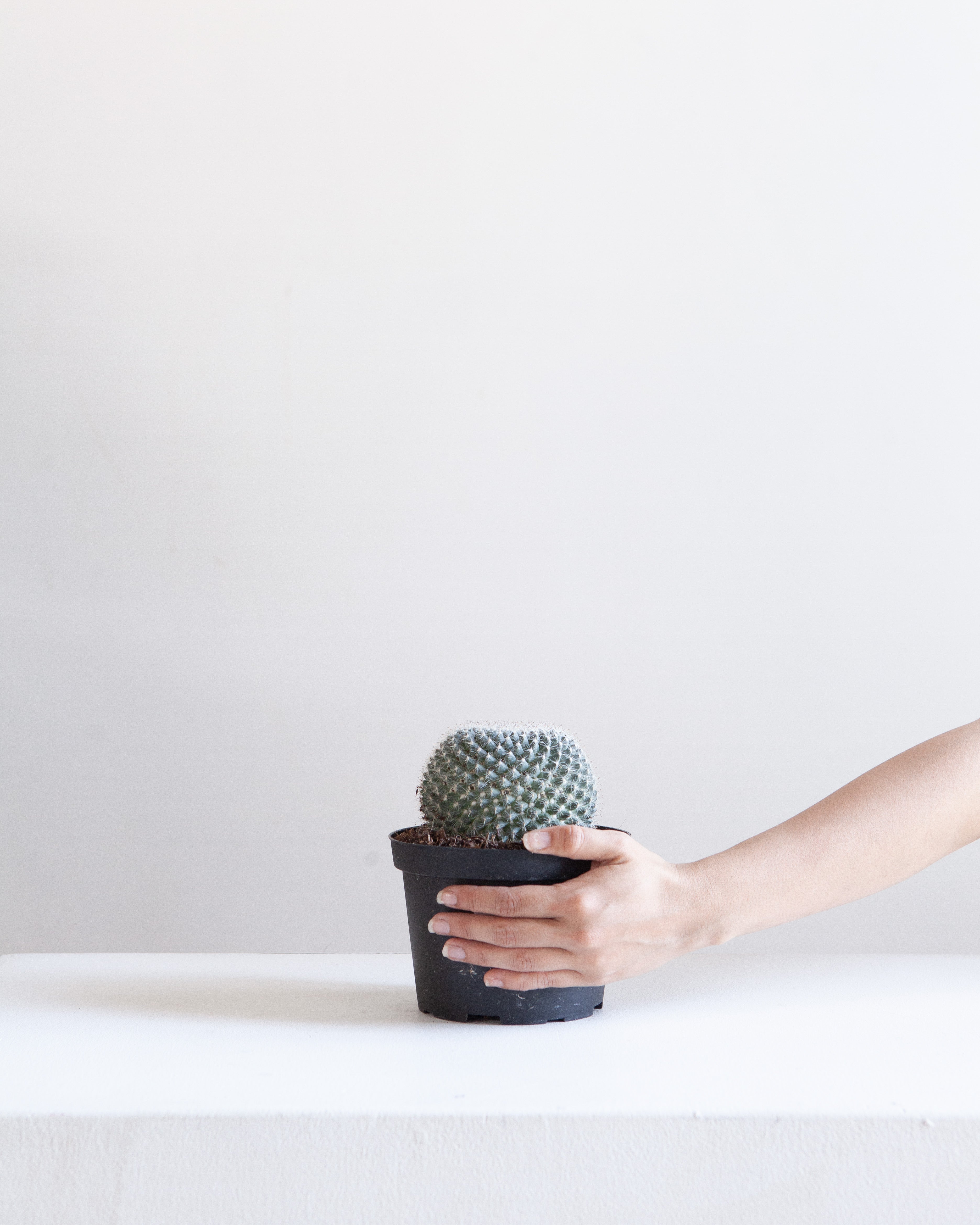 Assorted Cactus: Cactus - 6 inch pot