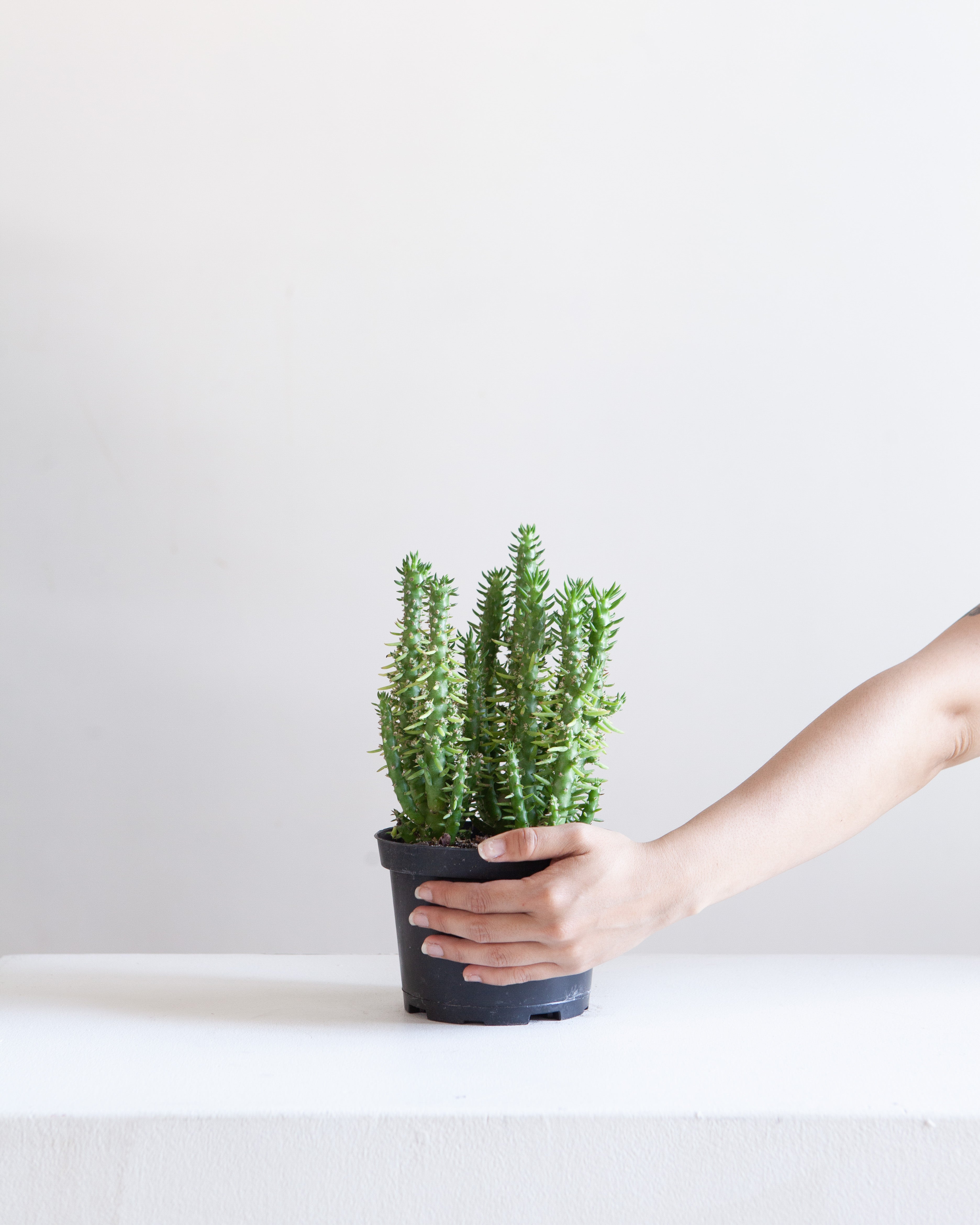 Assorted Cactus: Cactus - 6 inch pot