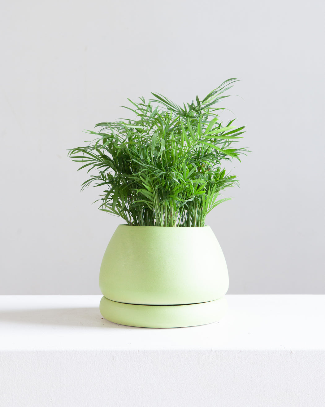 VIRIDI GELATO PLANTER small 5.5 Inch - Pistachio