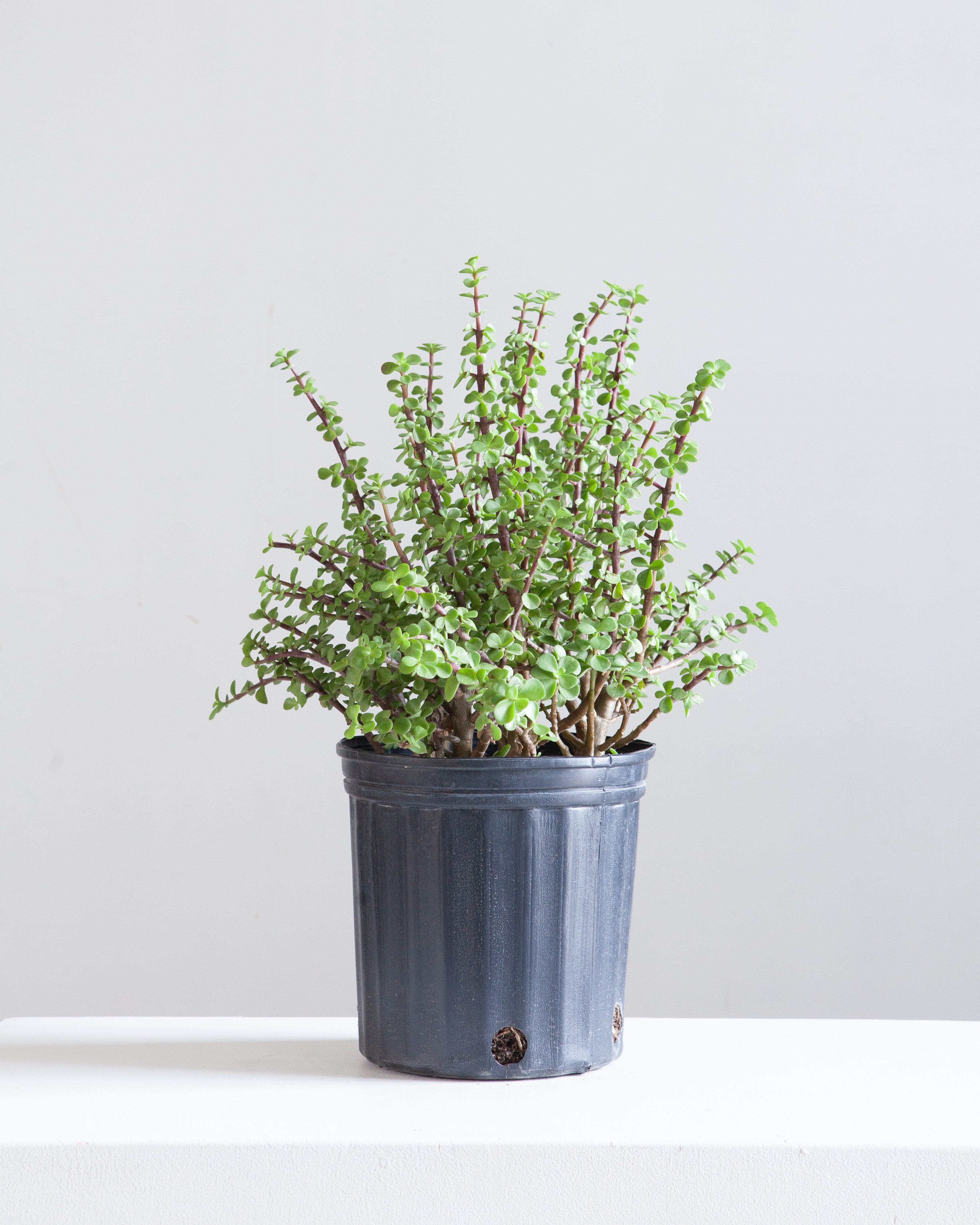 PORTULACARIA ELEPHANT JADE 10" Grower Pot