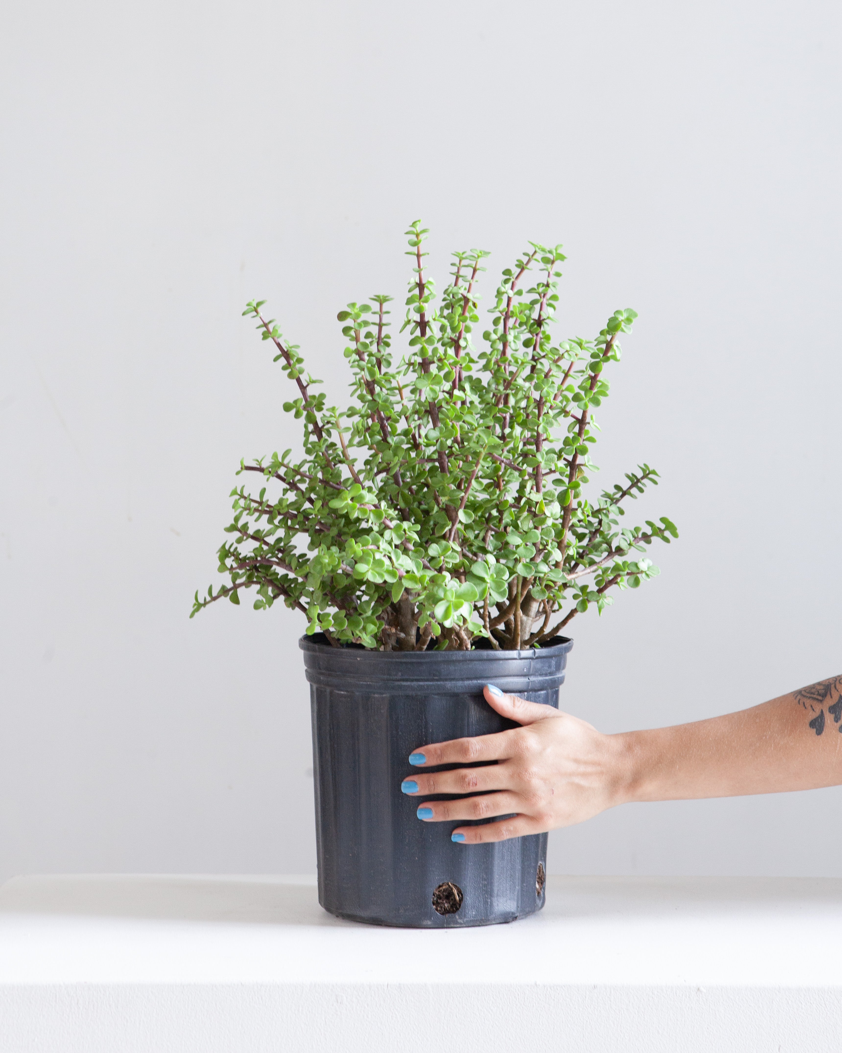 PORTULACARIA ELEPHANT JADE 10" Grower Pot