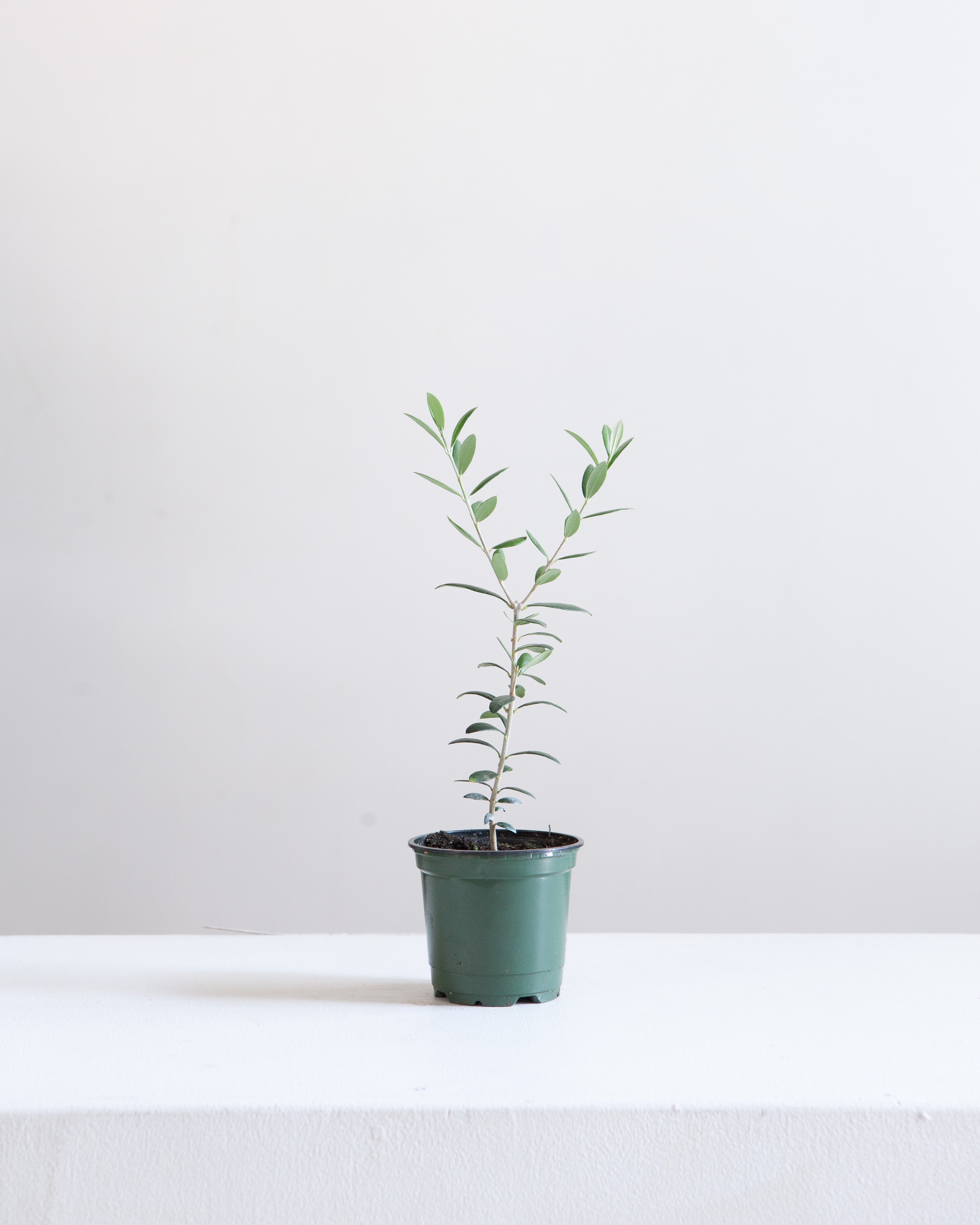 Olive Tree: Olea europaea 'Arbequina' - 4 inch pot