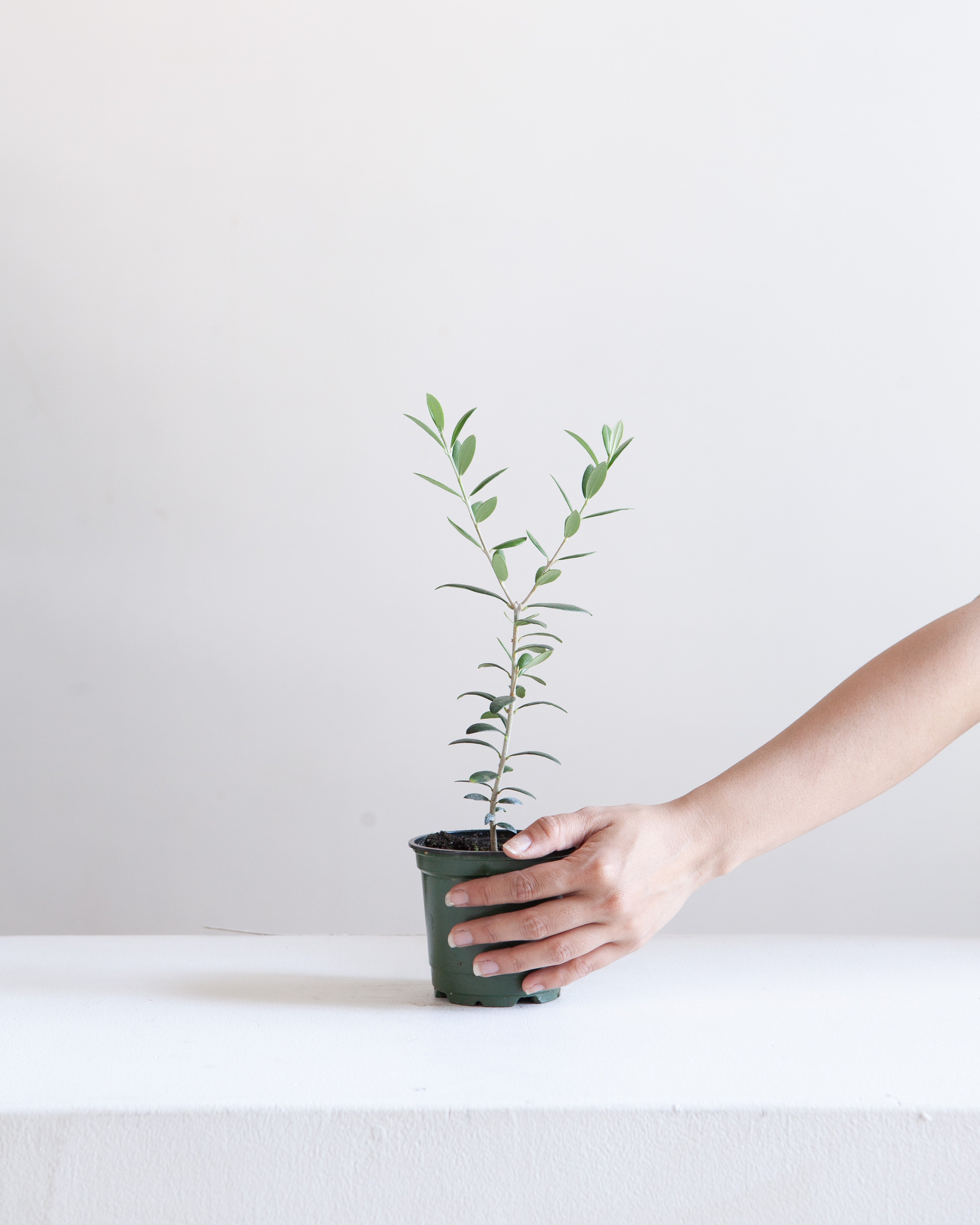 Olive Tree: Olea europaea 'Arbequina' - 4 inch pot