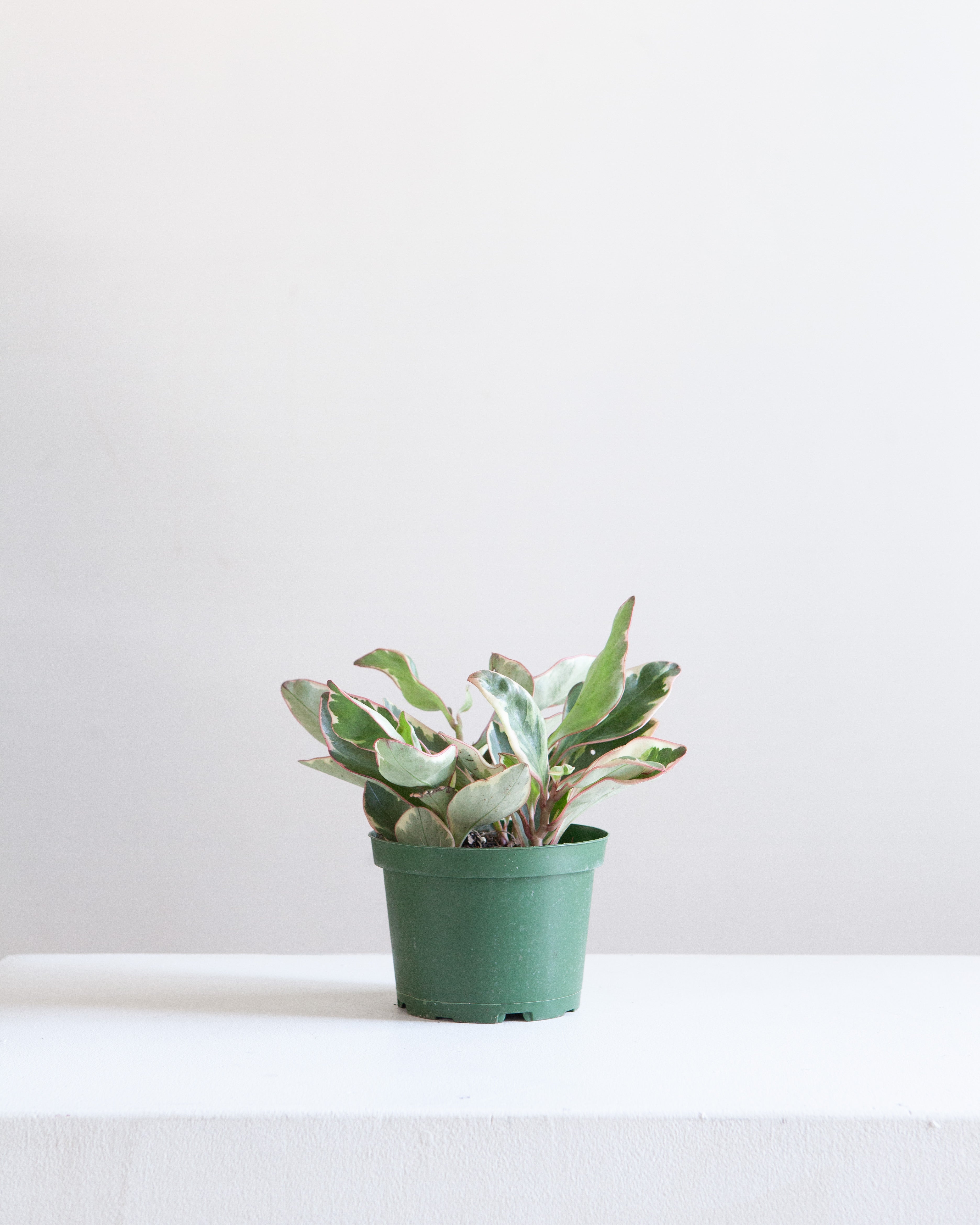 PEPEROMIA 'GINNY' 6" Grower Pot