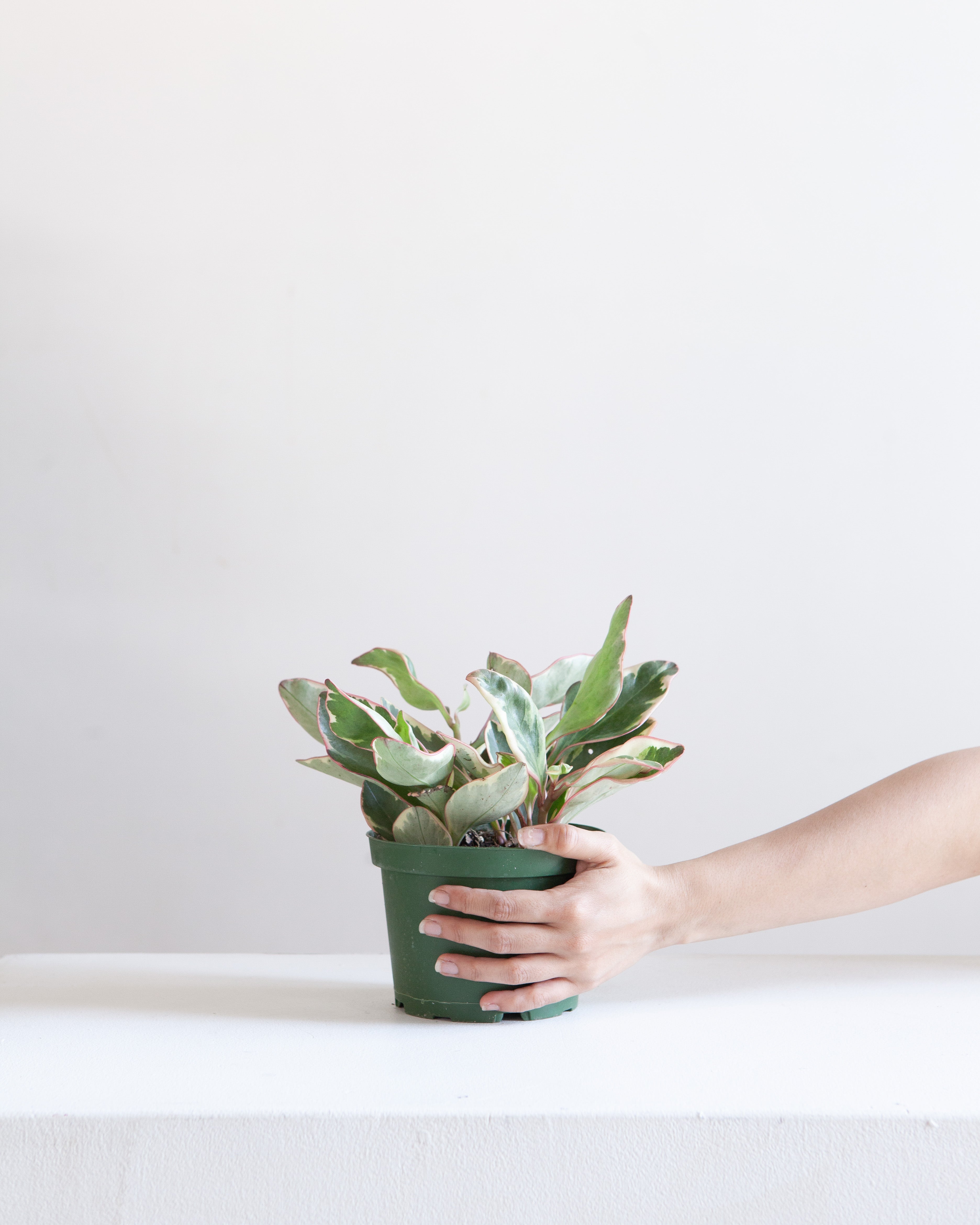 PEPEROMIA 'GINNY' 6" Grower Pot