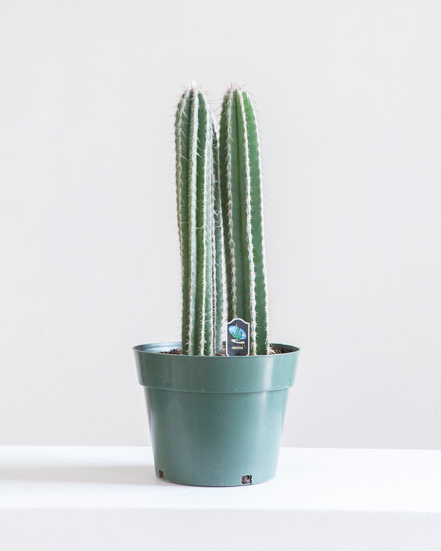 CACTUS 'PERU' 10" grower pot
