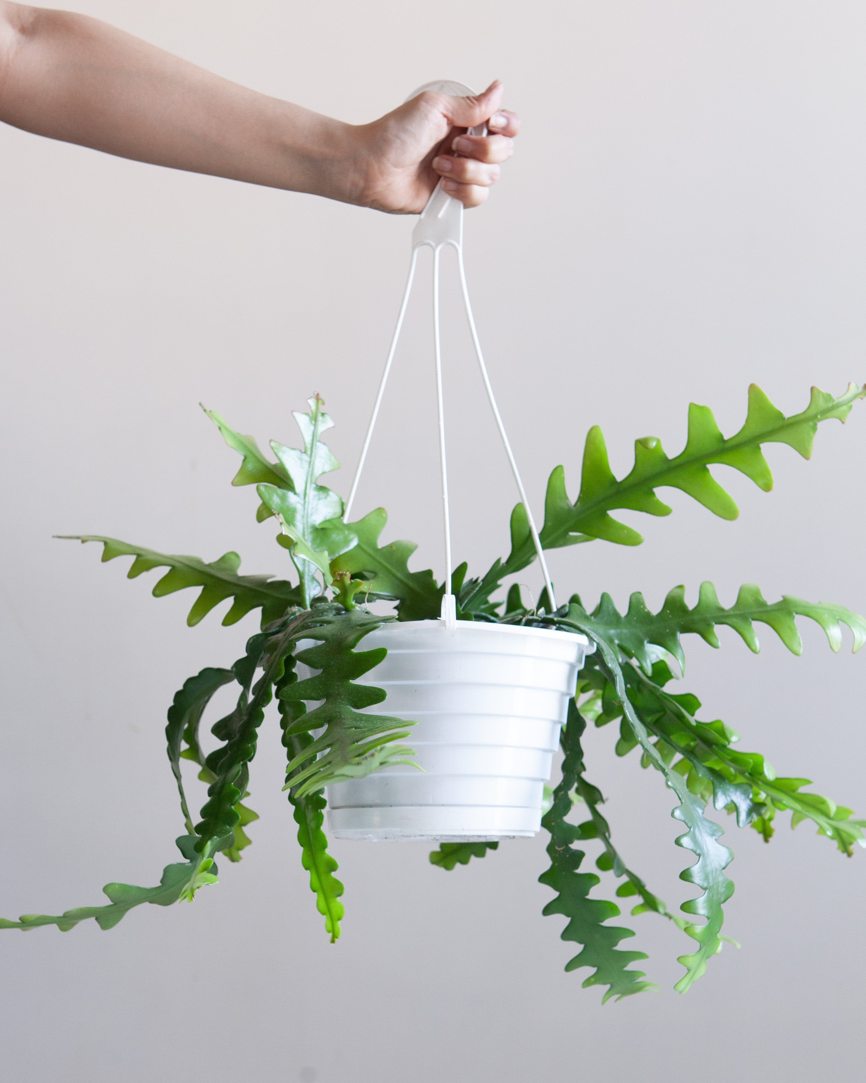 hanging cactus Fishbone Cactus: Disocactus anguliger
