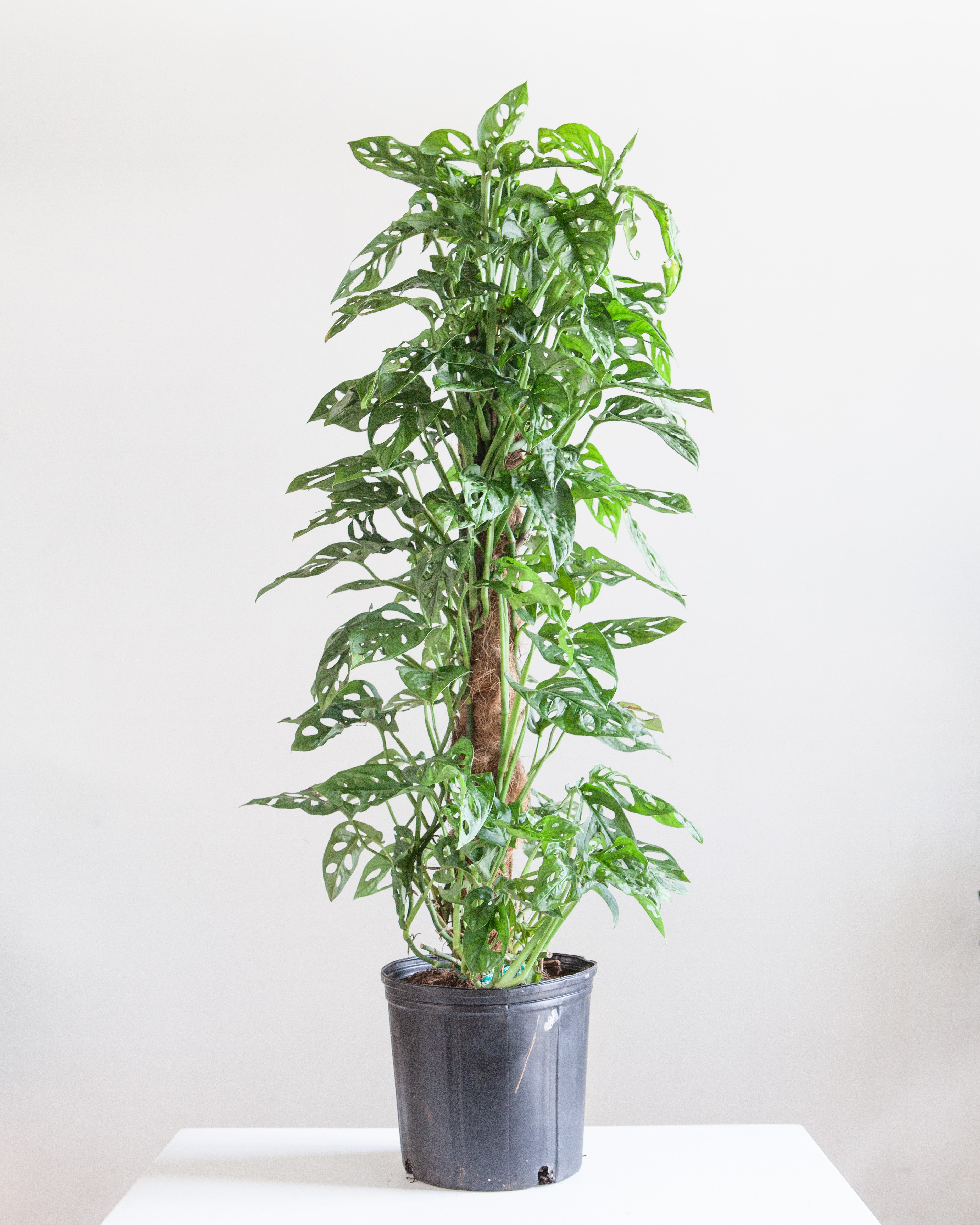 Swiss Cheese Vine Totem: Monstera adansonii - 10 inch pot