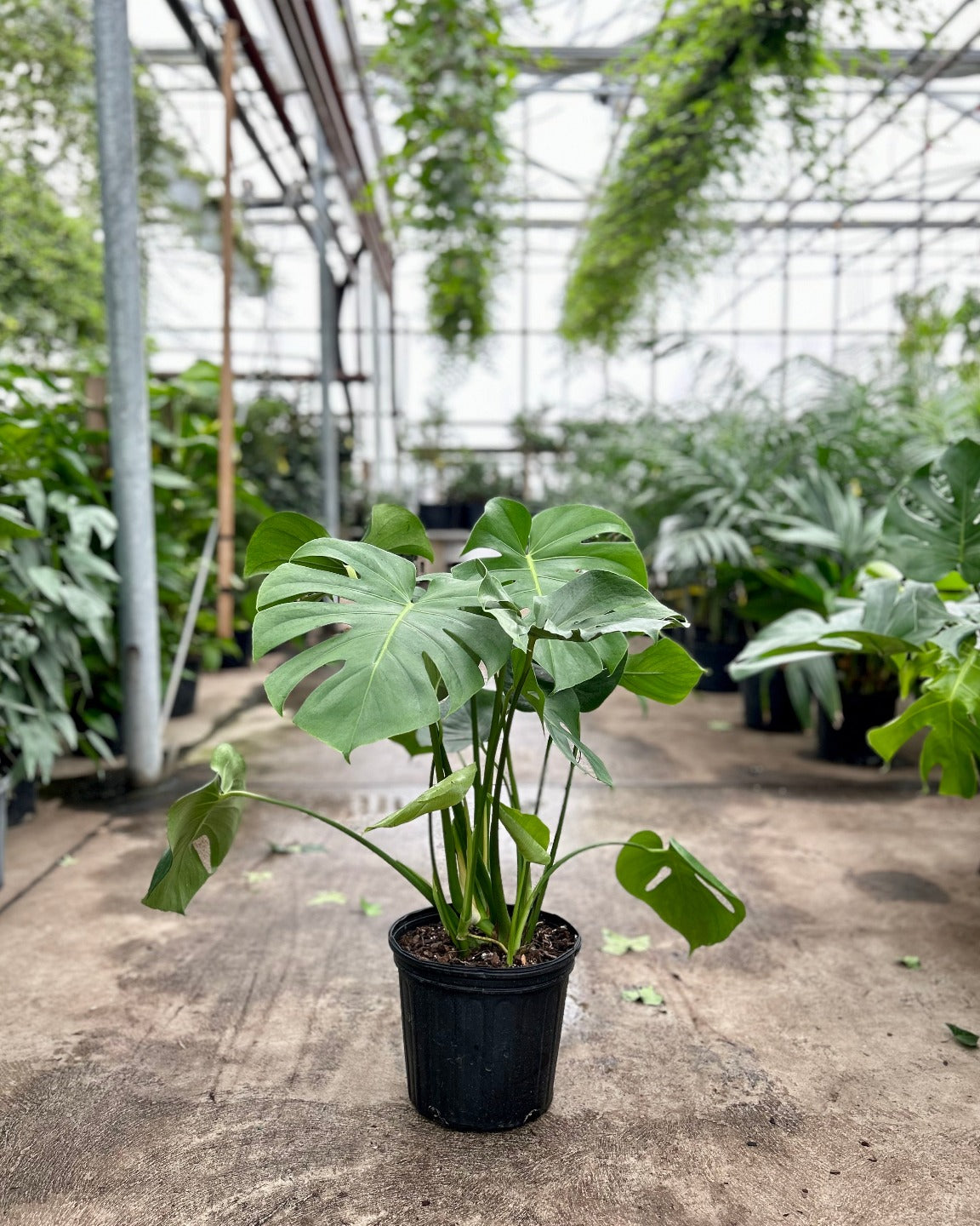 Swiss Cheese Plant: Monstera deliciosa - 10 inch pot - 2-3 foot tall