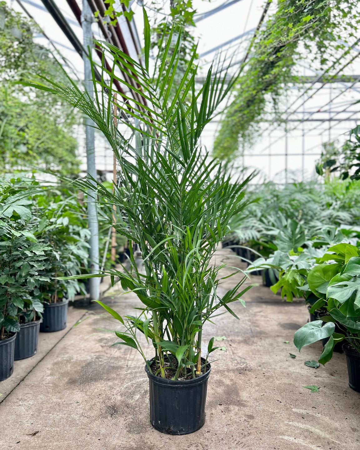 Bamboo Palm: Chamaedorea seifrizii - 10 inch pot - 4-5 foot tall