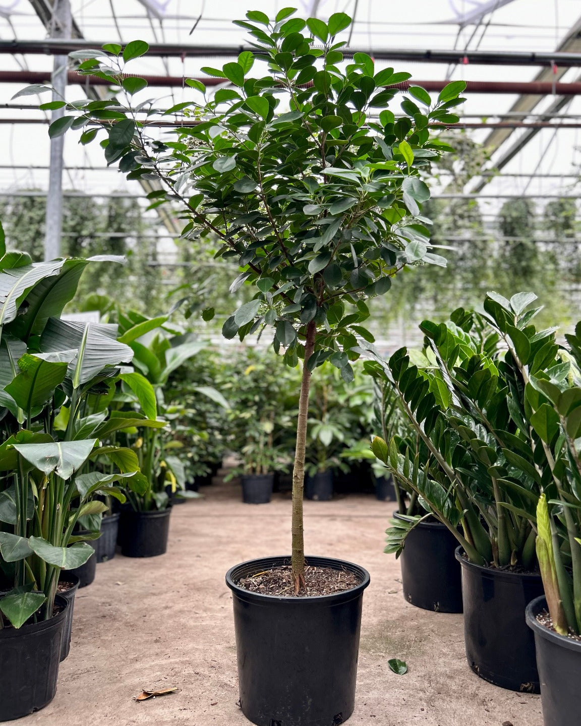 14 inch pot plant Ficus Moclame: Ficus microcarpa - 14 inch pot