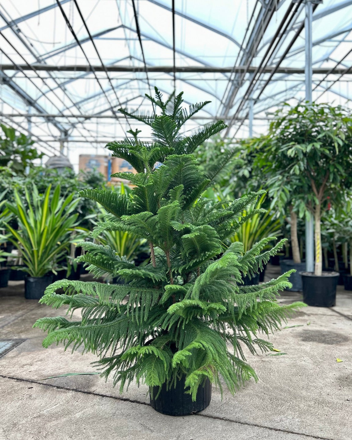 Norfolk Island Pine: Araucaria heterophylla - 14 inch pot - 4.5-5.5 foot tall