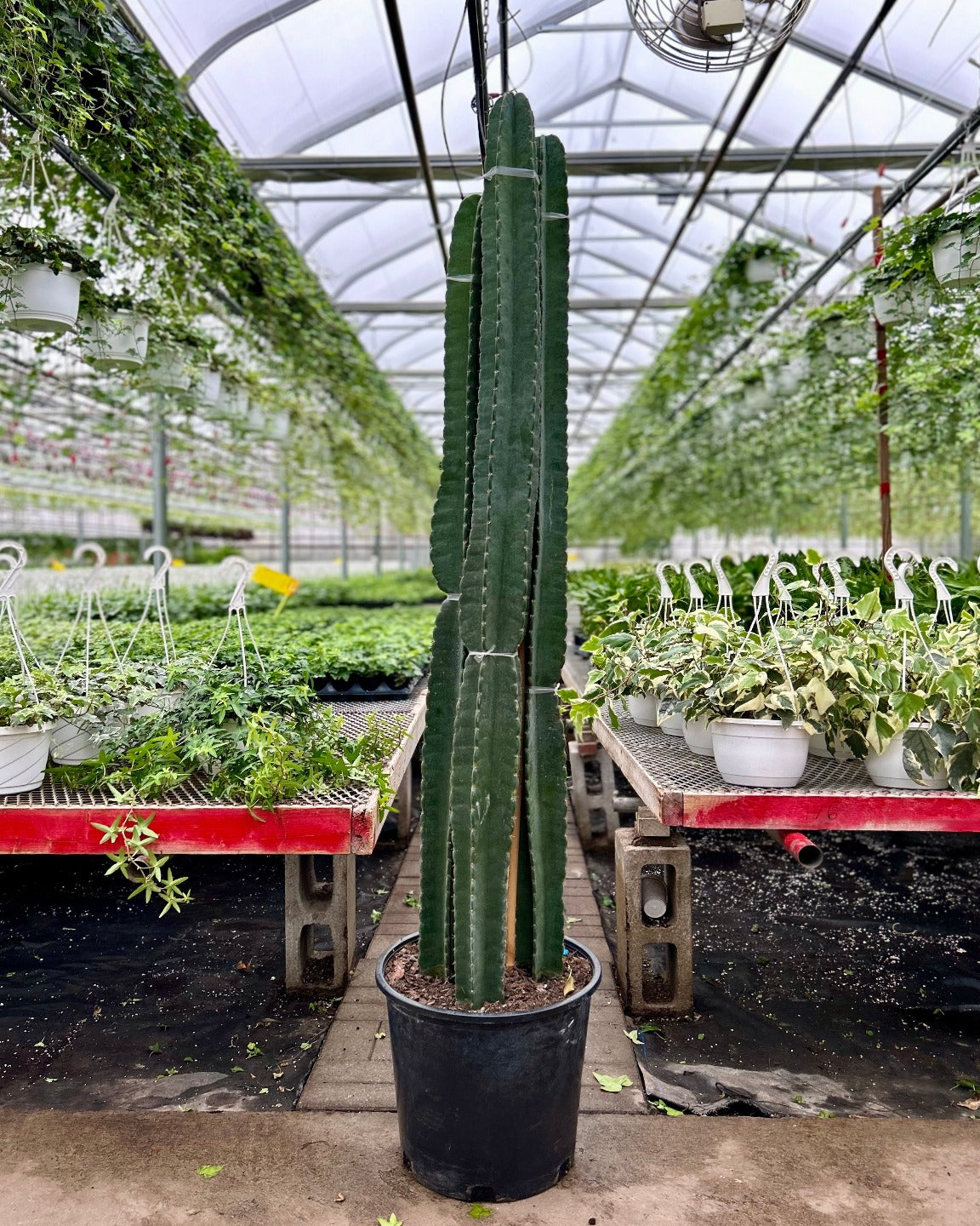 Peruvian Apple Cactus: Cereus repandus - 14 inch pot